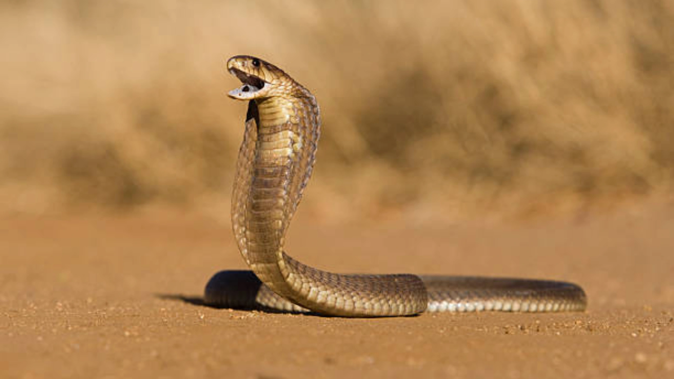 cobra spiritual meaning