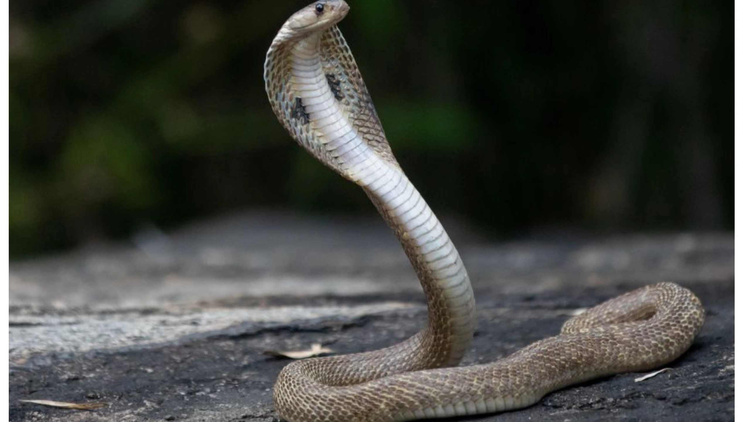 cobra spiritual meaning