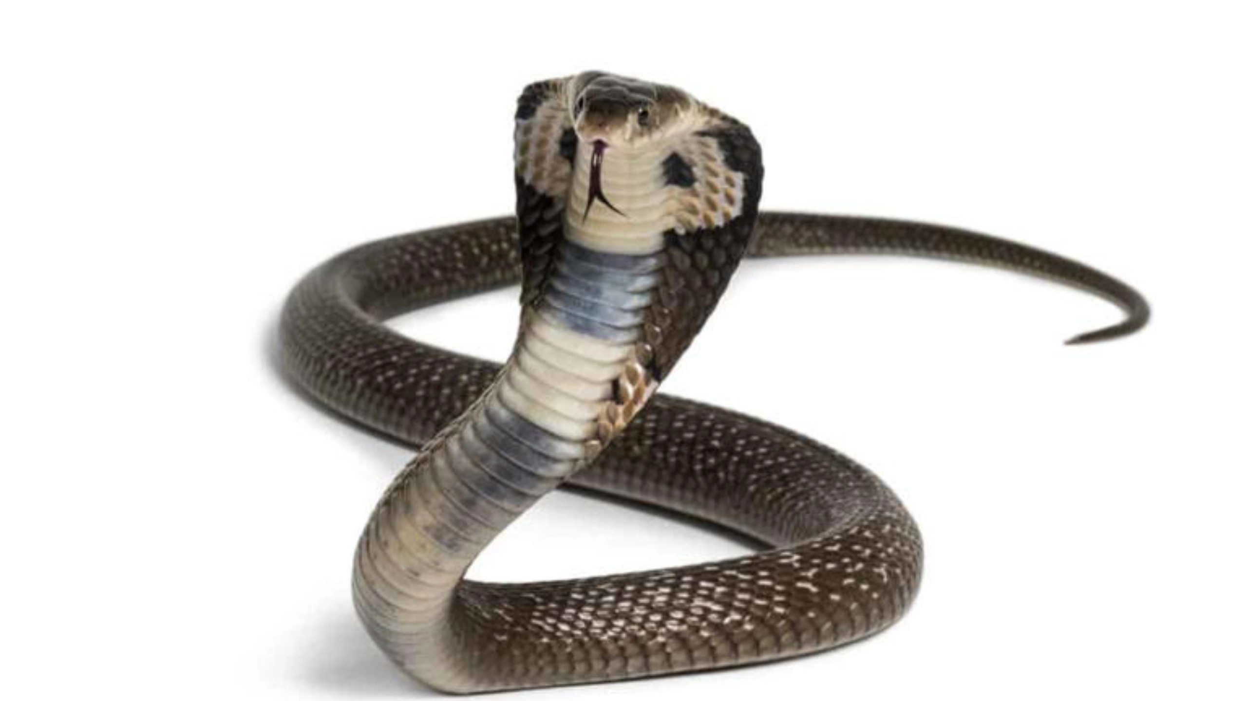 cobra spiritual meaning
