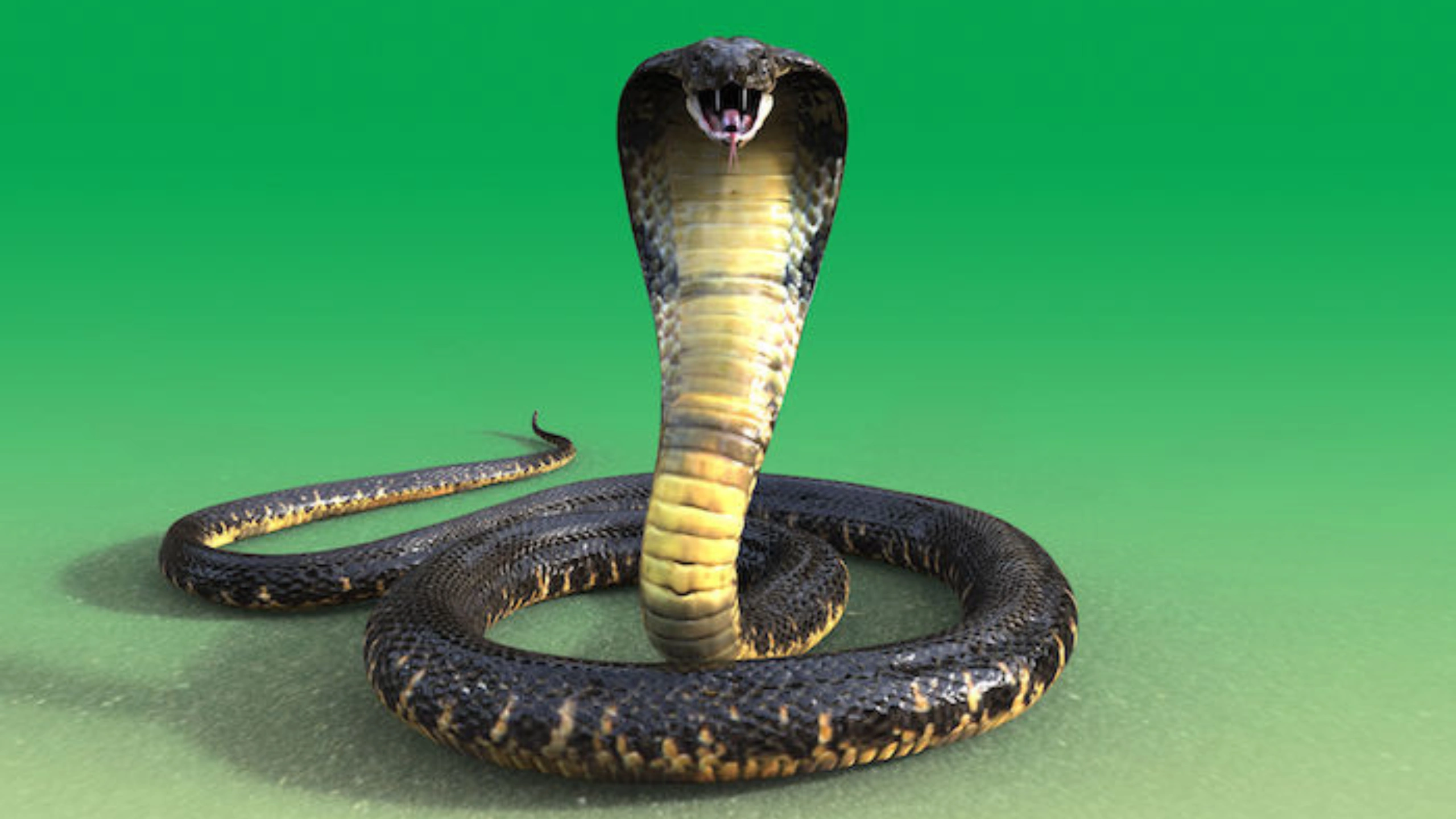 cobra spiritual meaning
