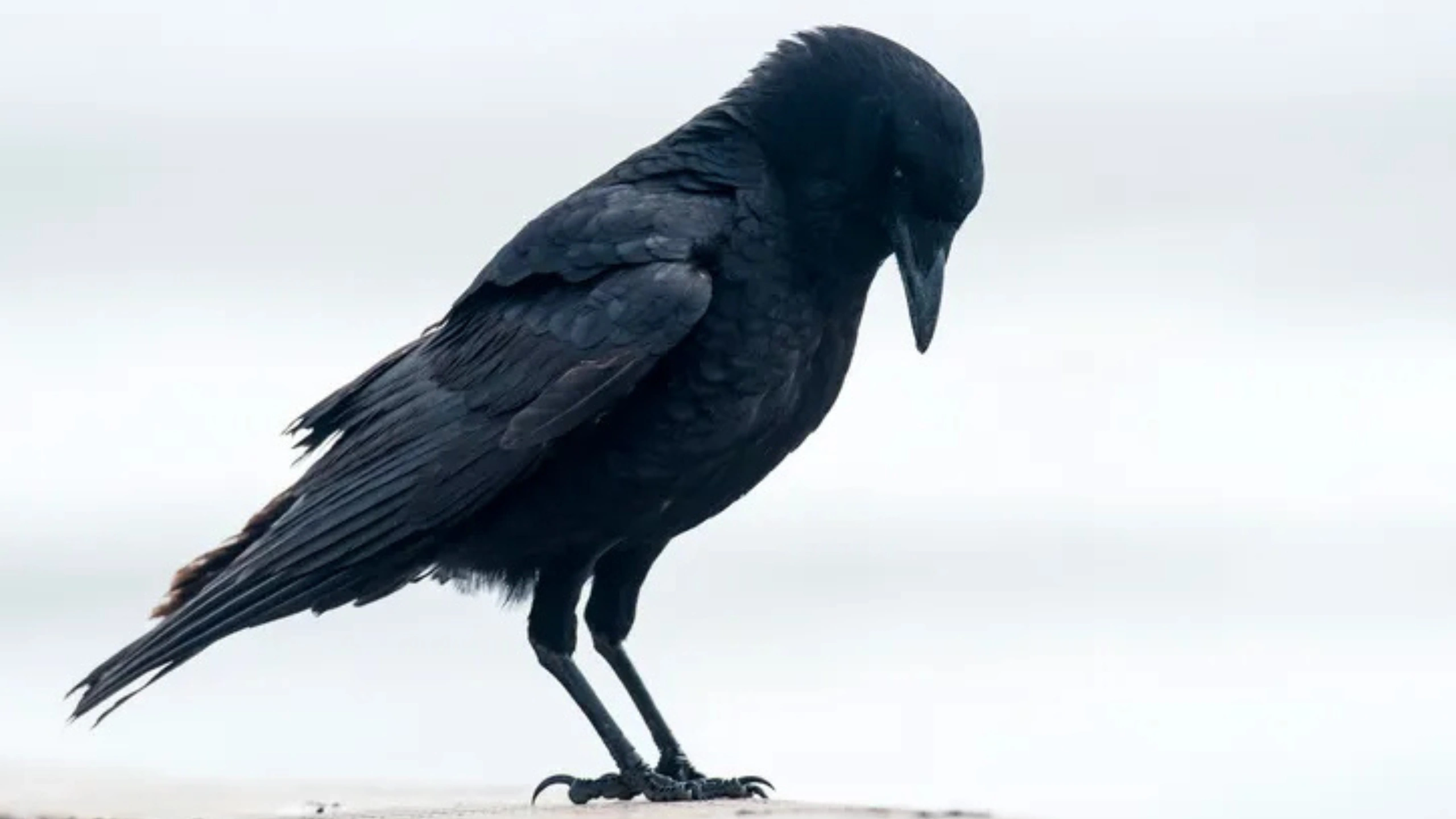 crow spiritual meaning