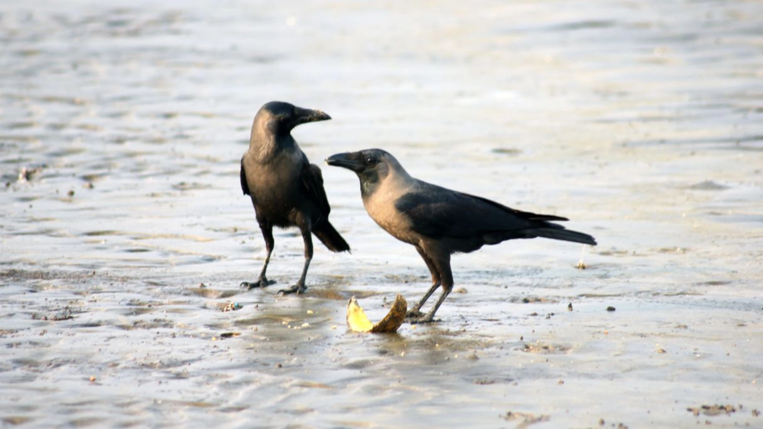 crow spiritual meaning