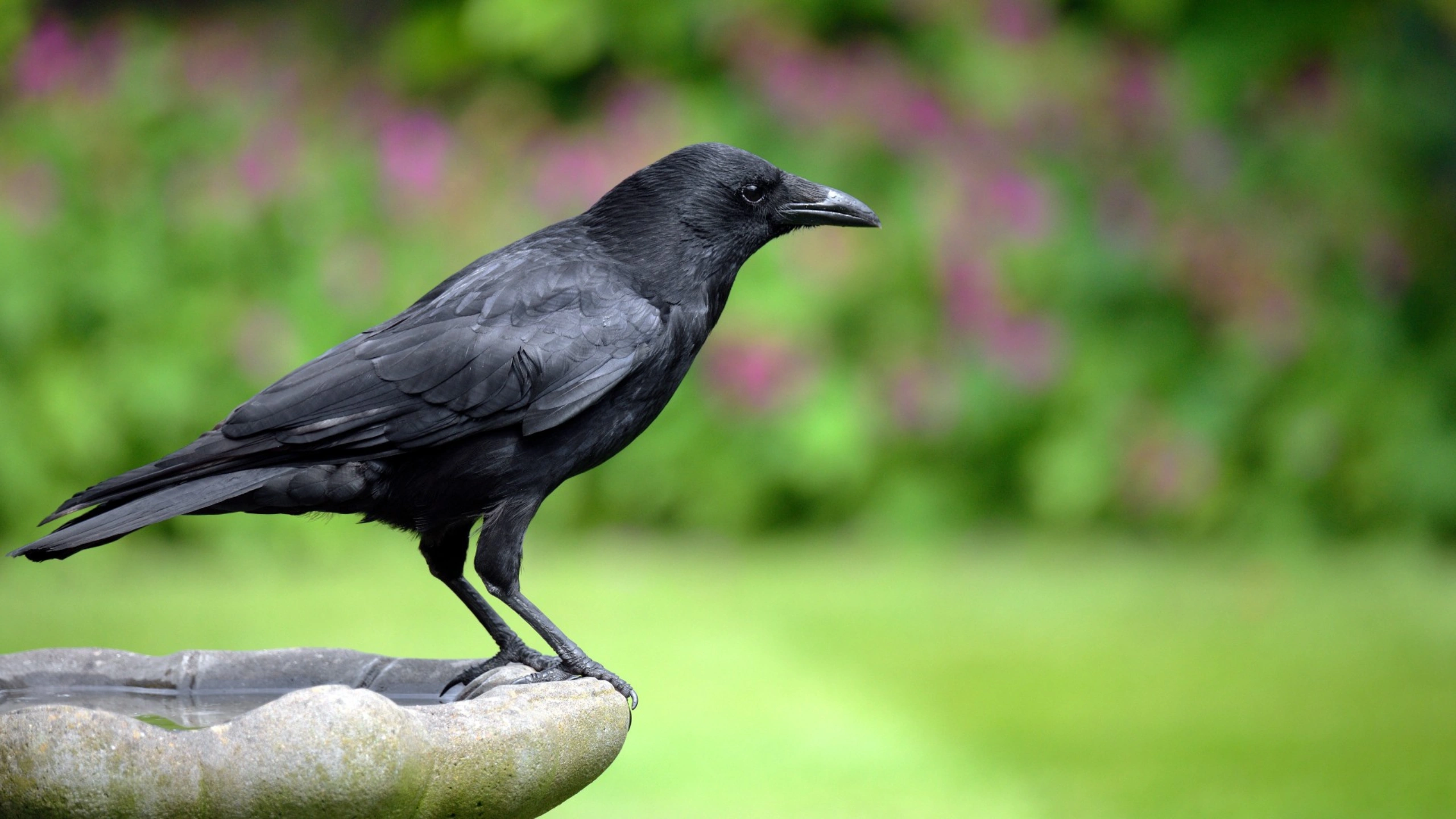 crow spiritual meaning