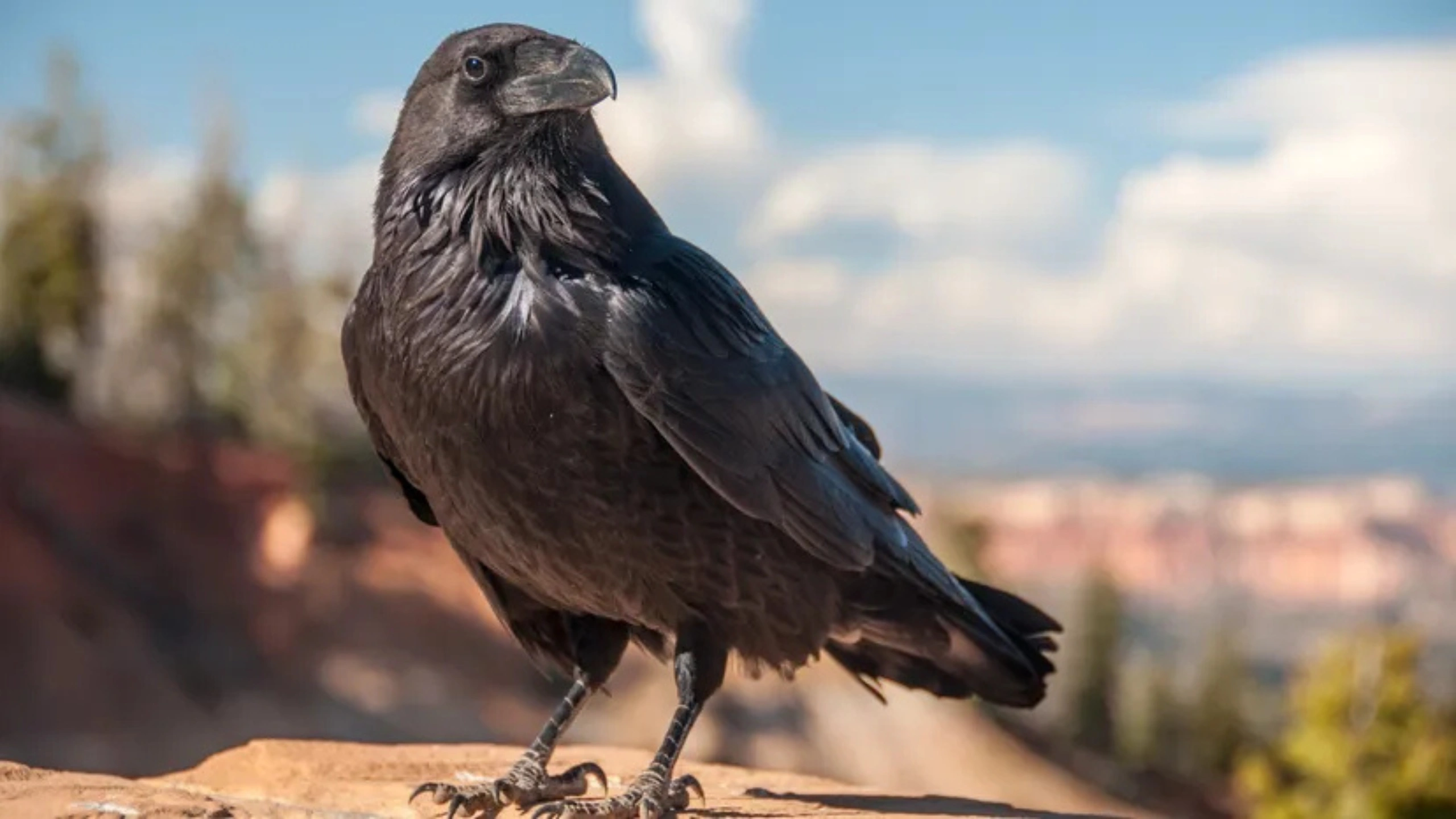 crow spiritual meaning