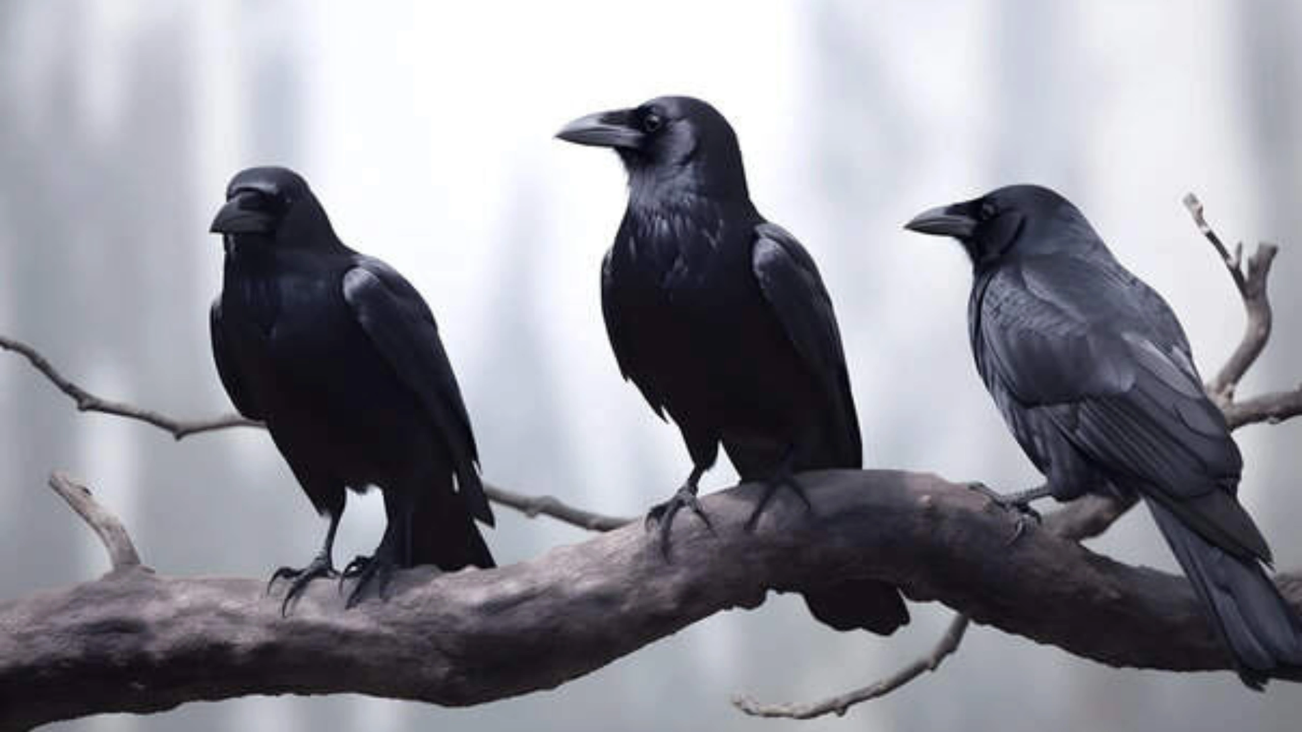 crow spiritual meaning