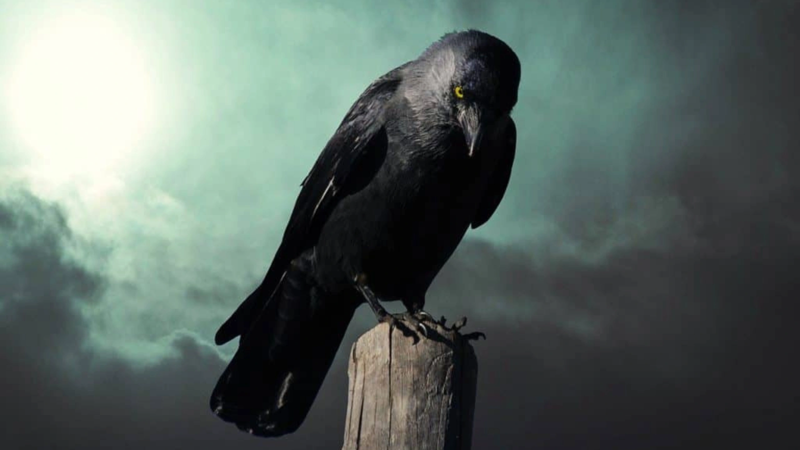 crow spiritual meaning