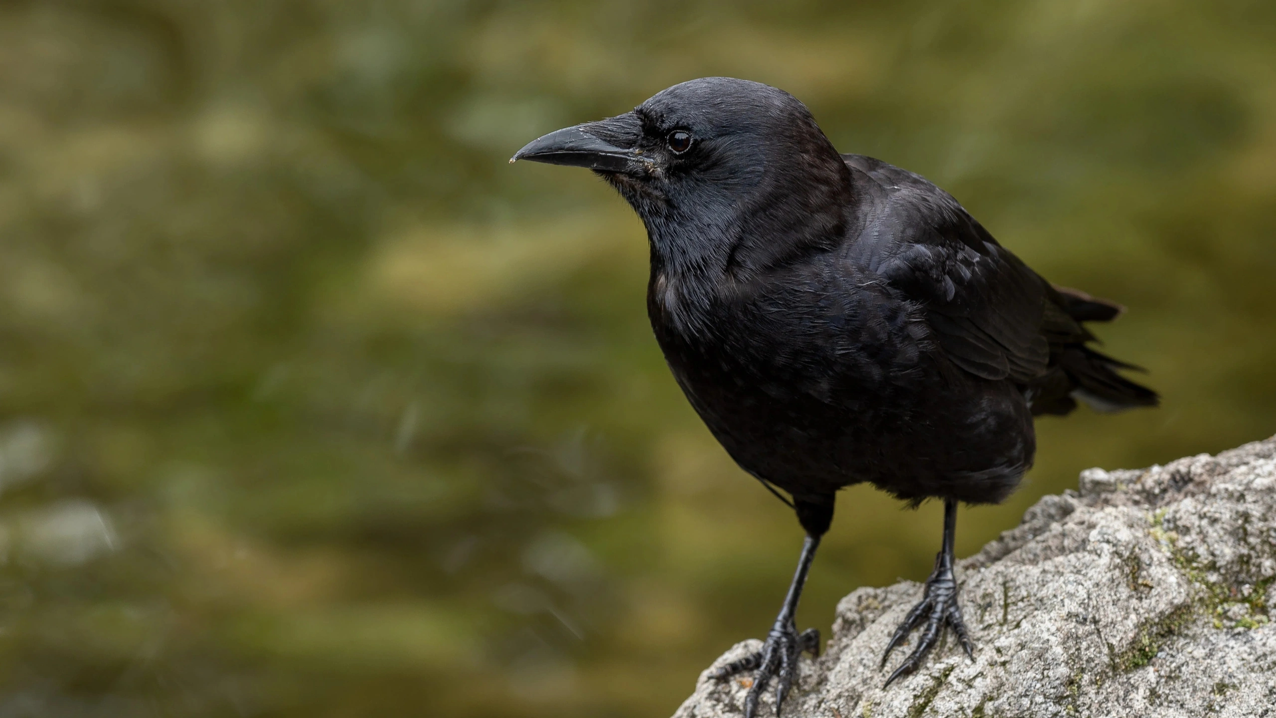 crow spiritual meaning