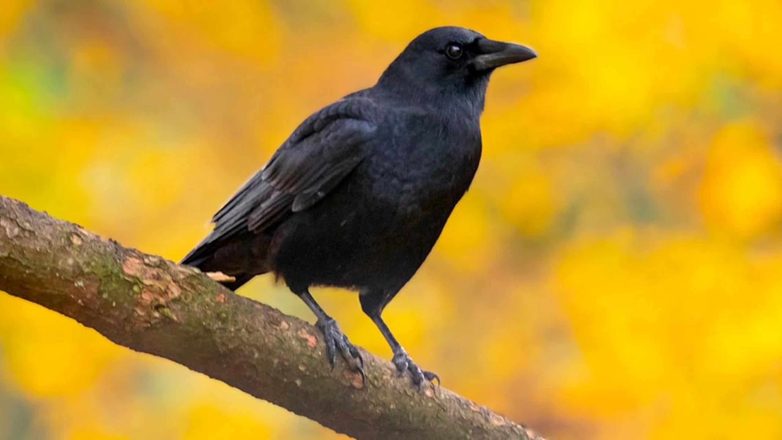 crow spiritual meaning
