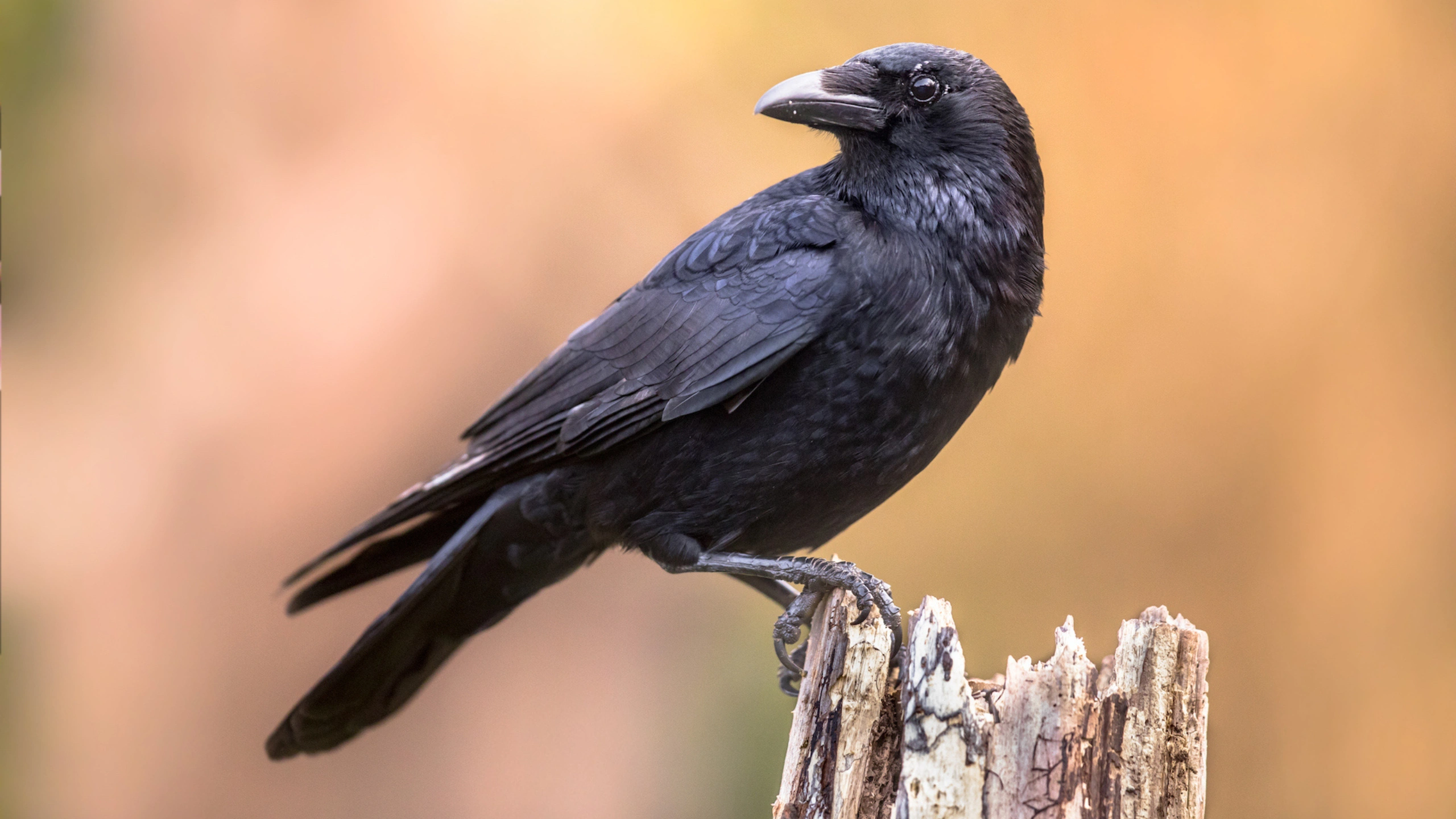 crow spiritual meaning