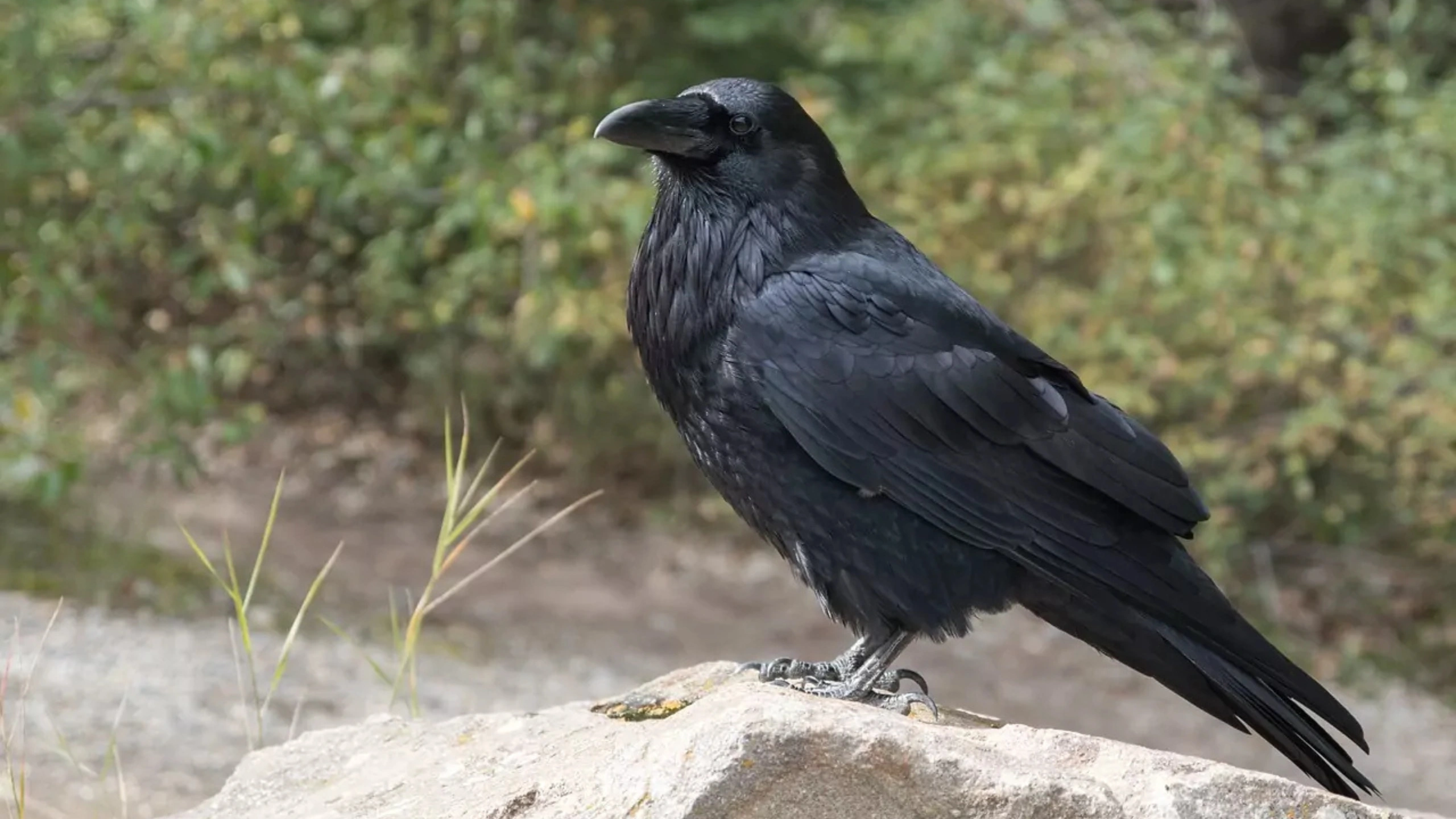 crow spiritual meaning