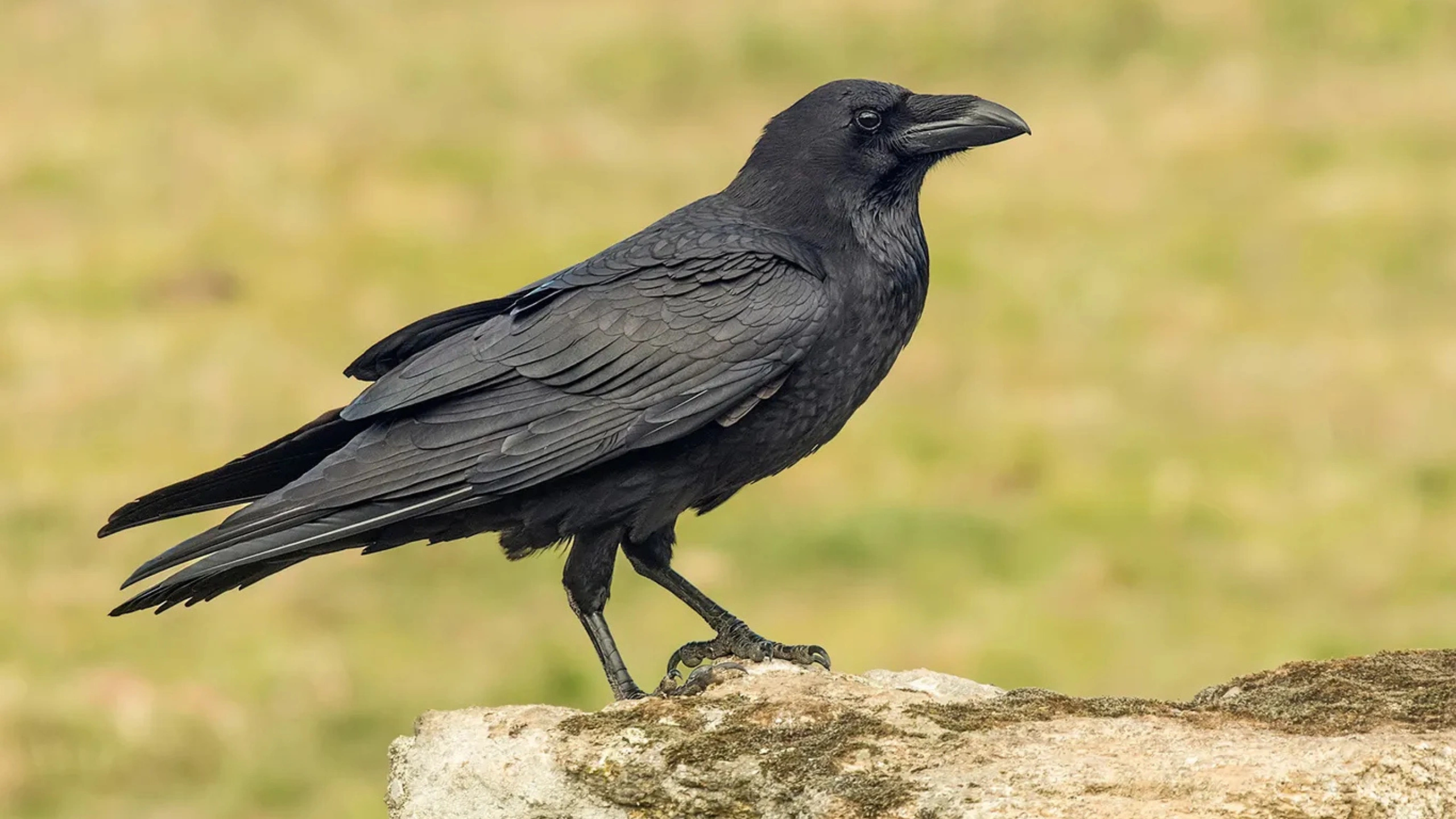 crow spiritual meaning