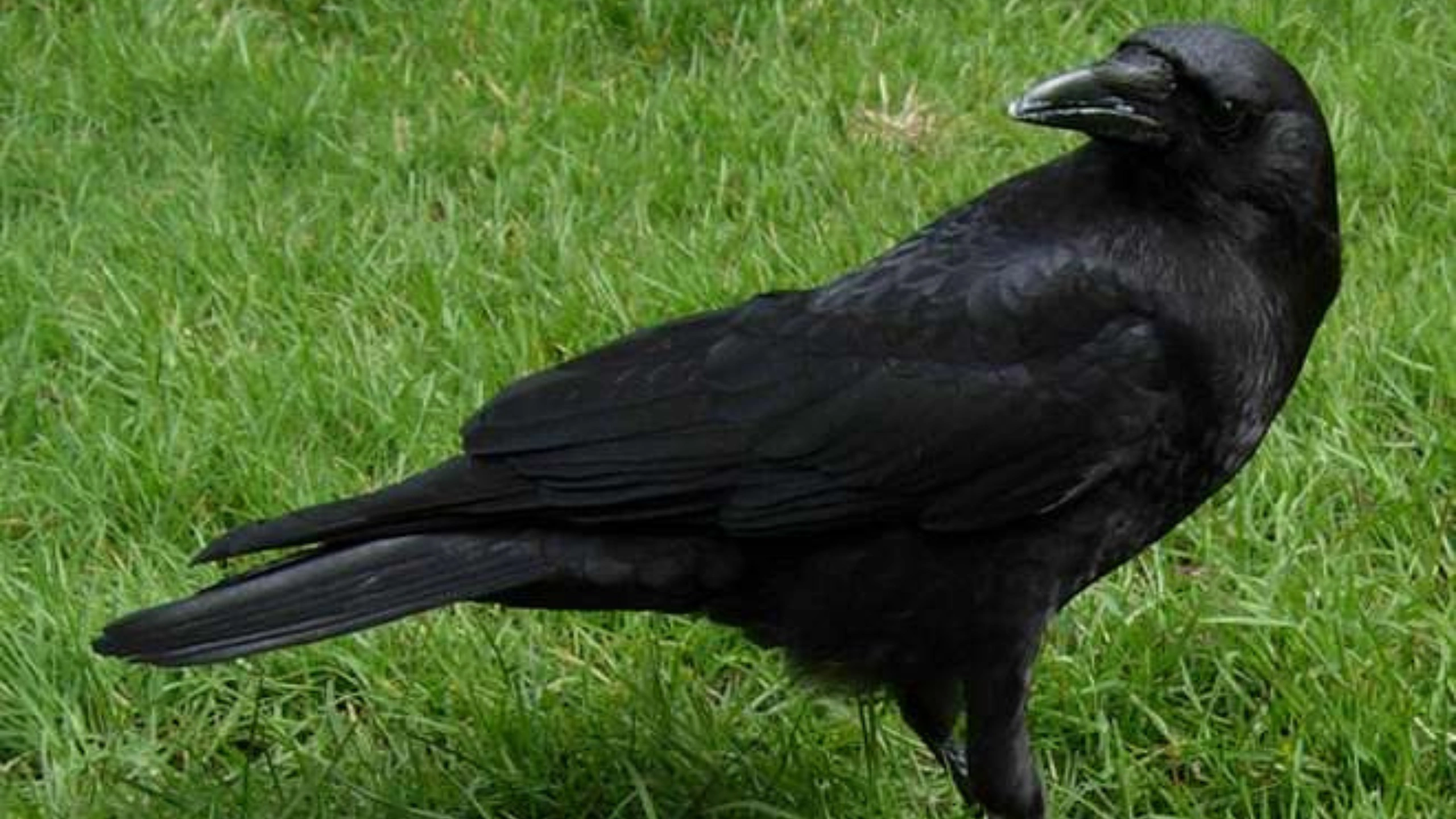 crow spiritual meaning