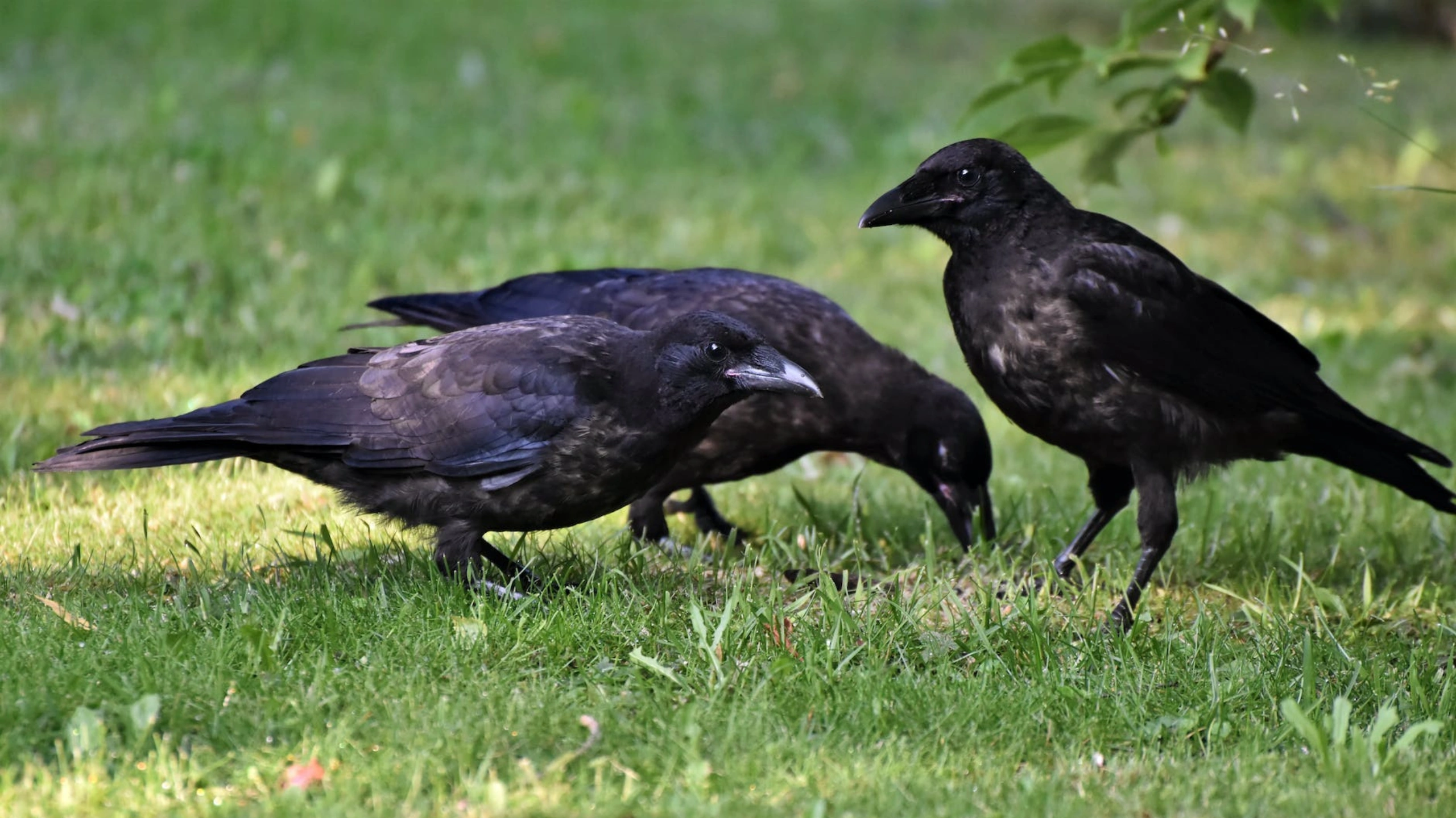 crow spiritual meaning