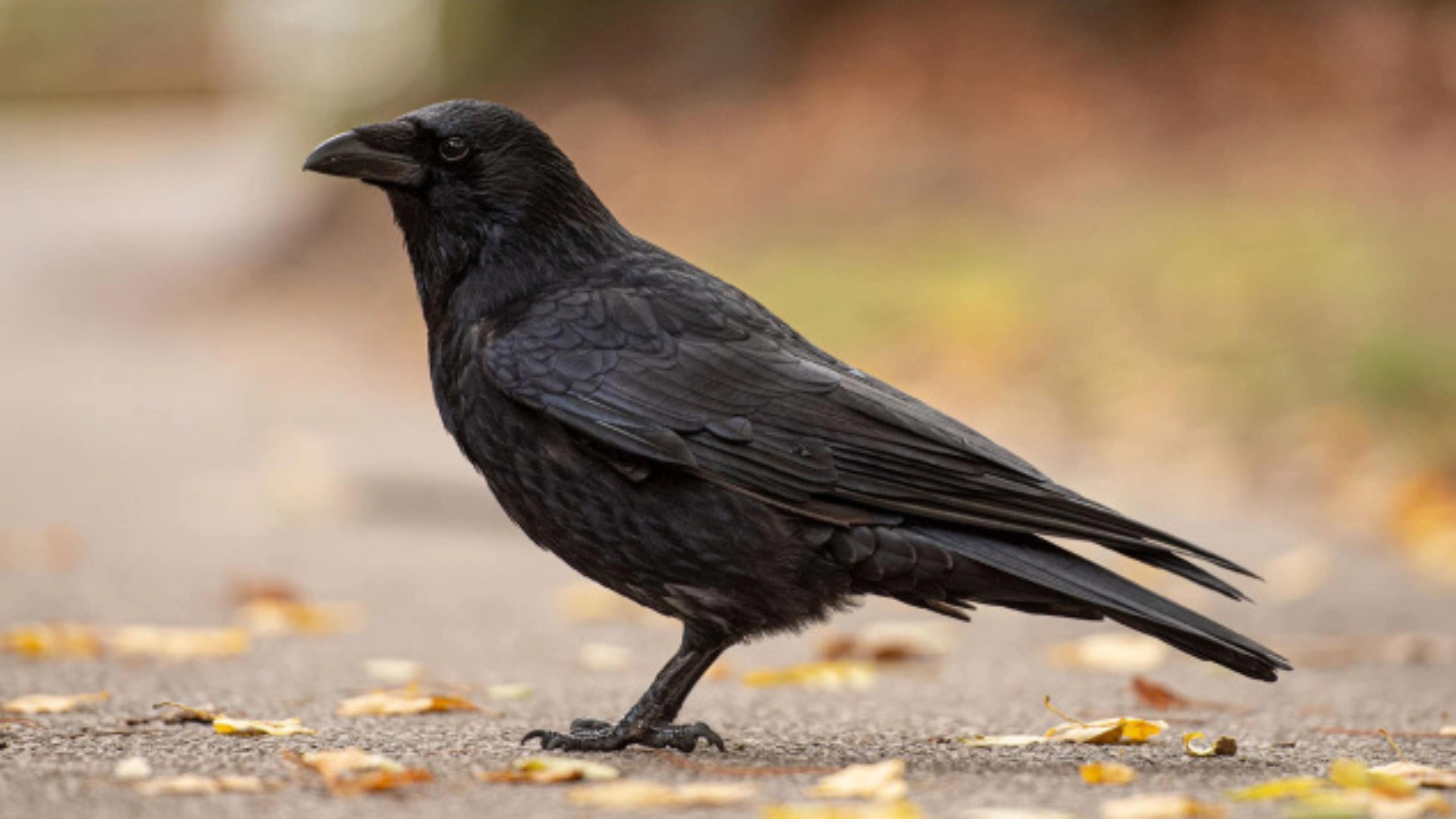 crow spiritual meaning