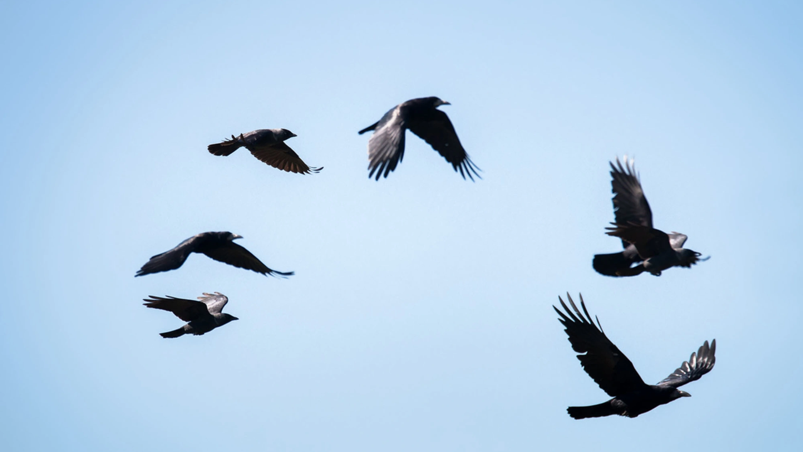 crow spiritual meaning