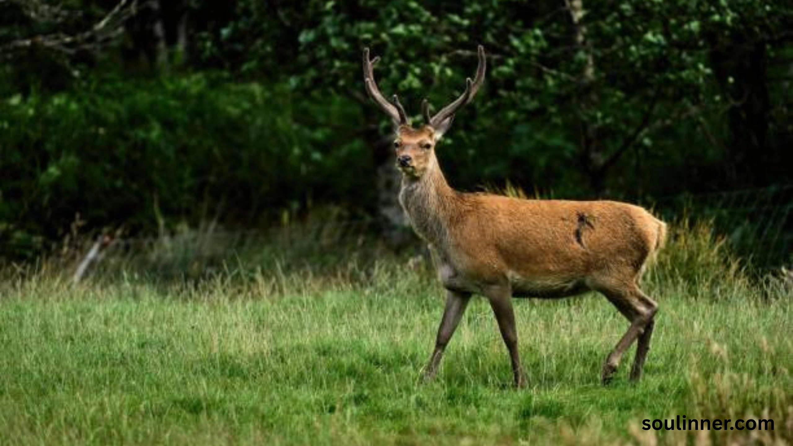 deer staring at me spiritual meaning