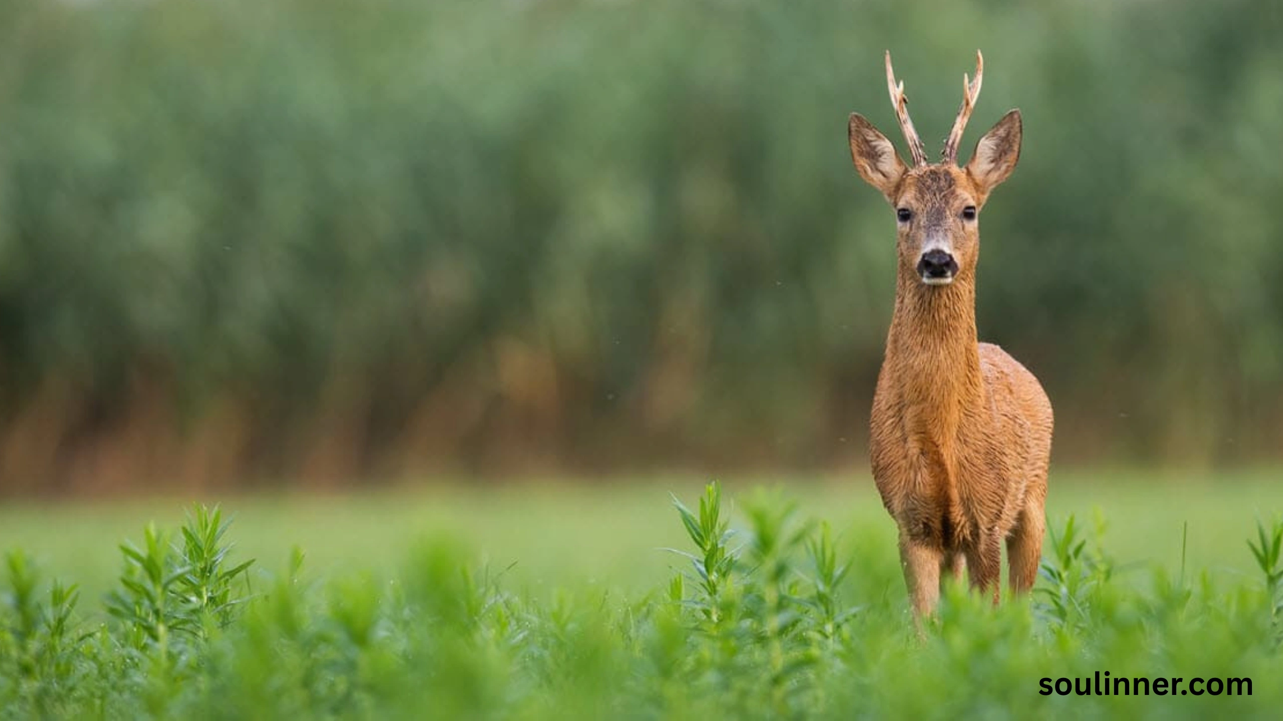 deer staring at me spiritual meaning