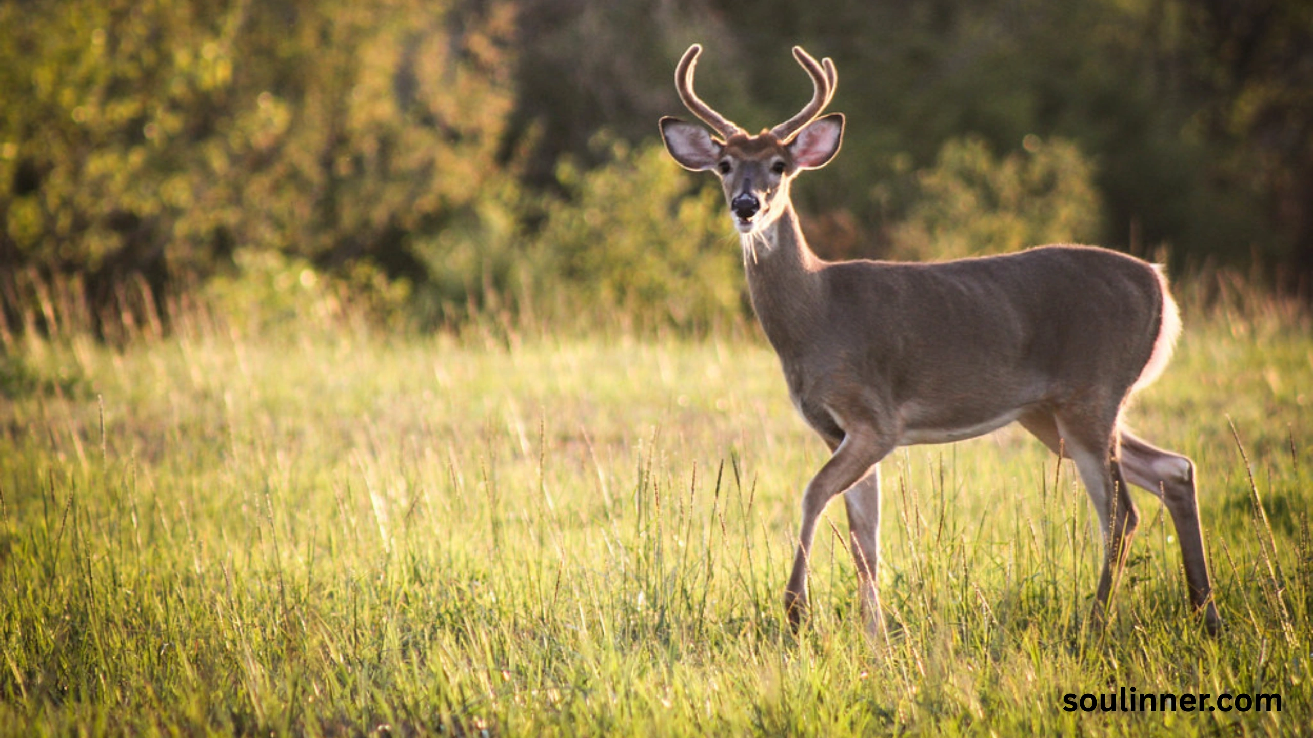 deer staring at me spiritual meaning