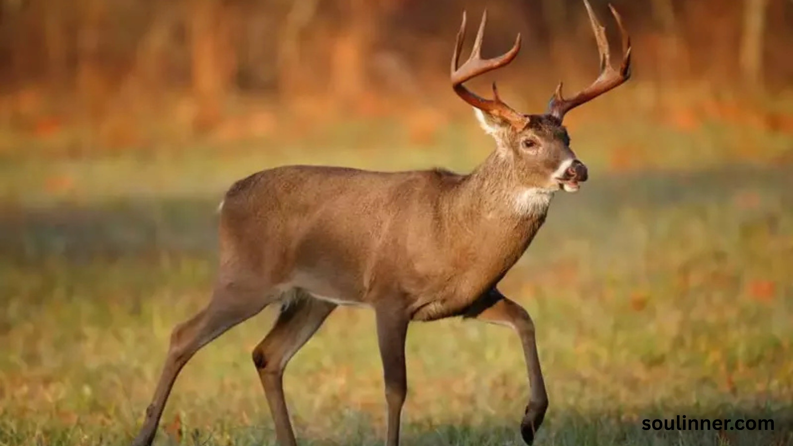 deer staring at me spiritual meaning