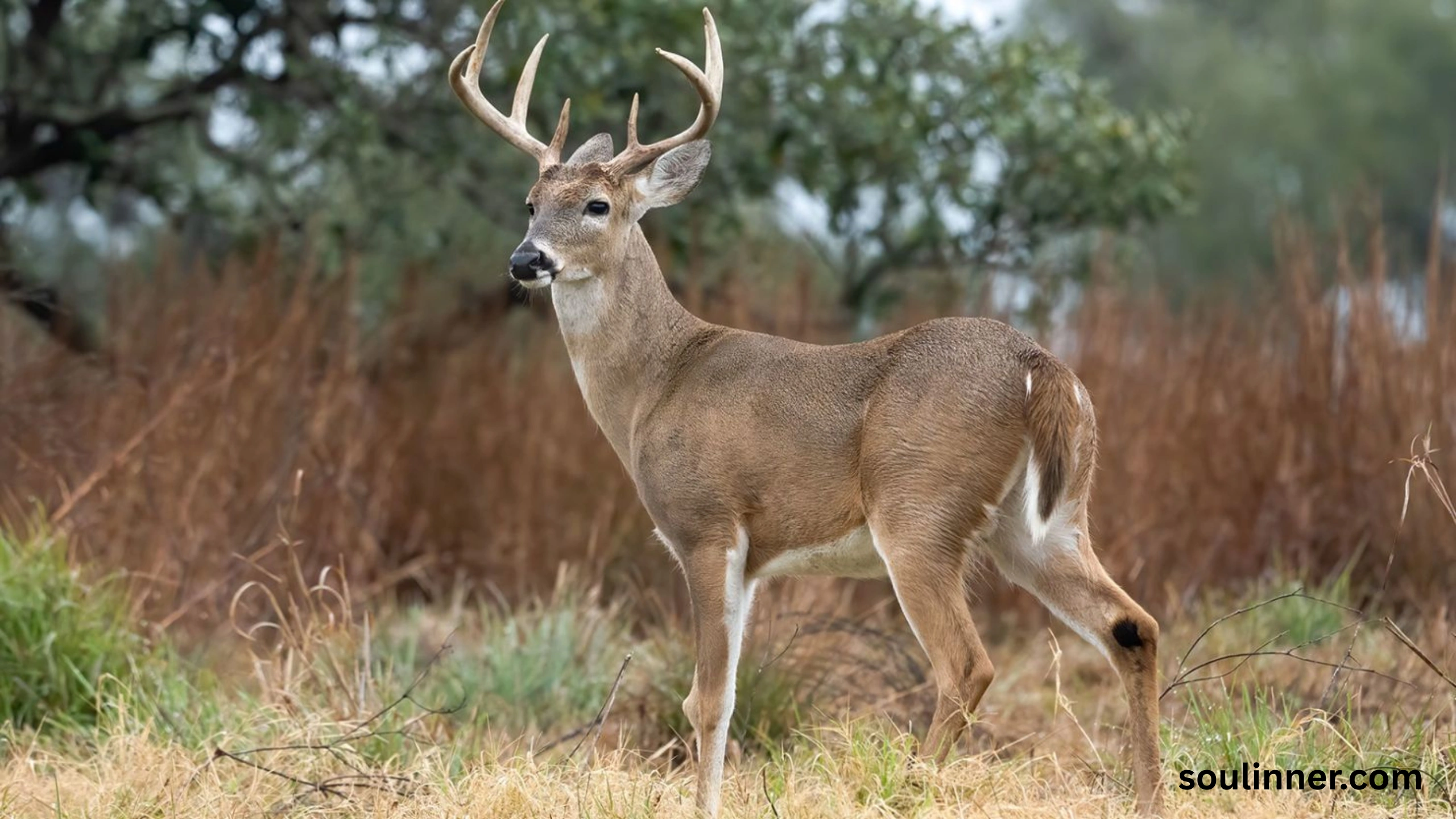 deer staring at me spiritual meaning