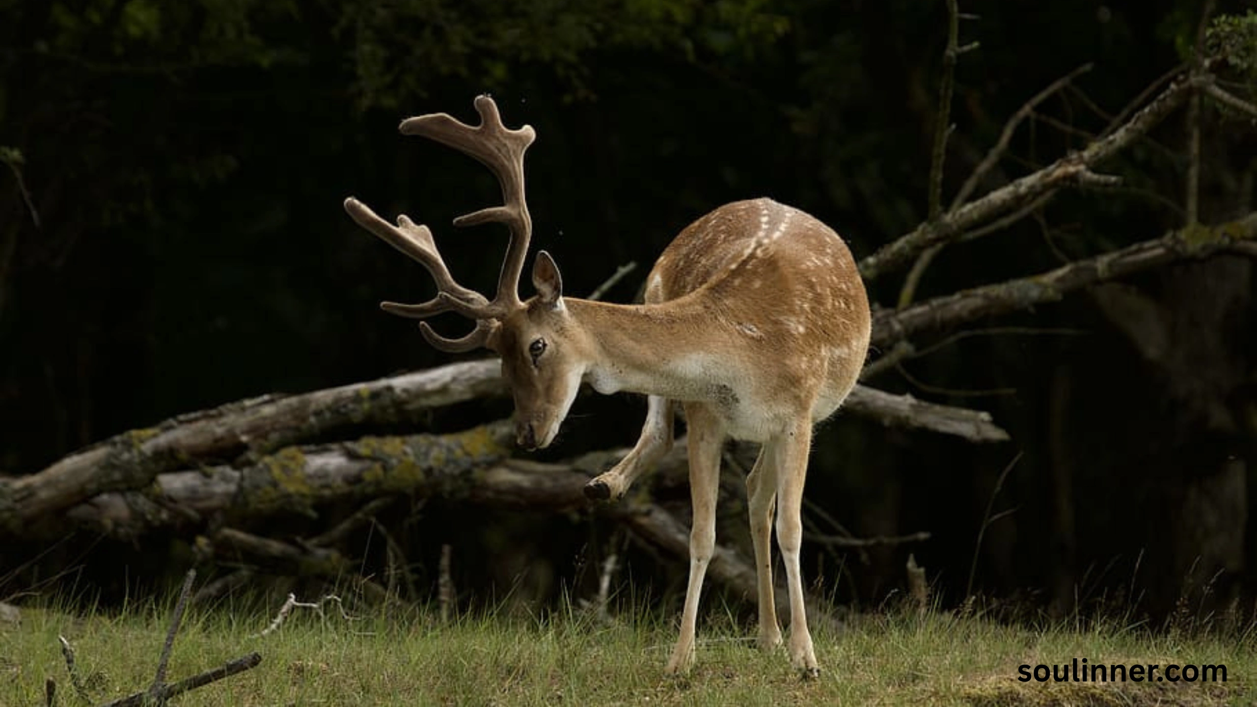 deer staring at me spiritual meaning
