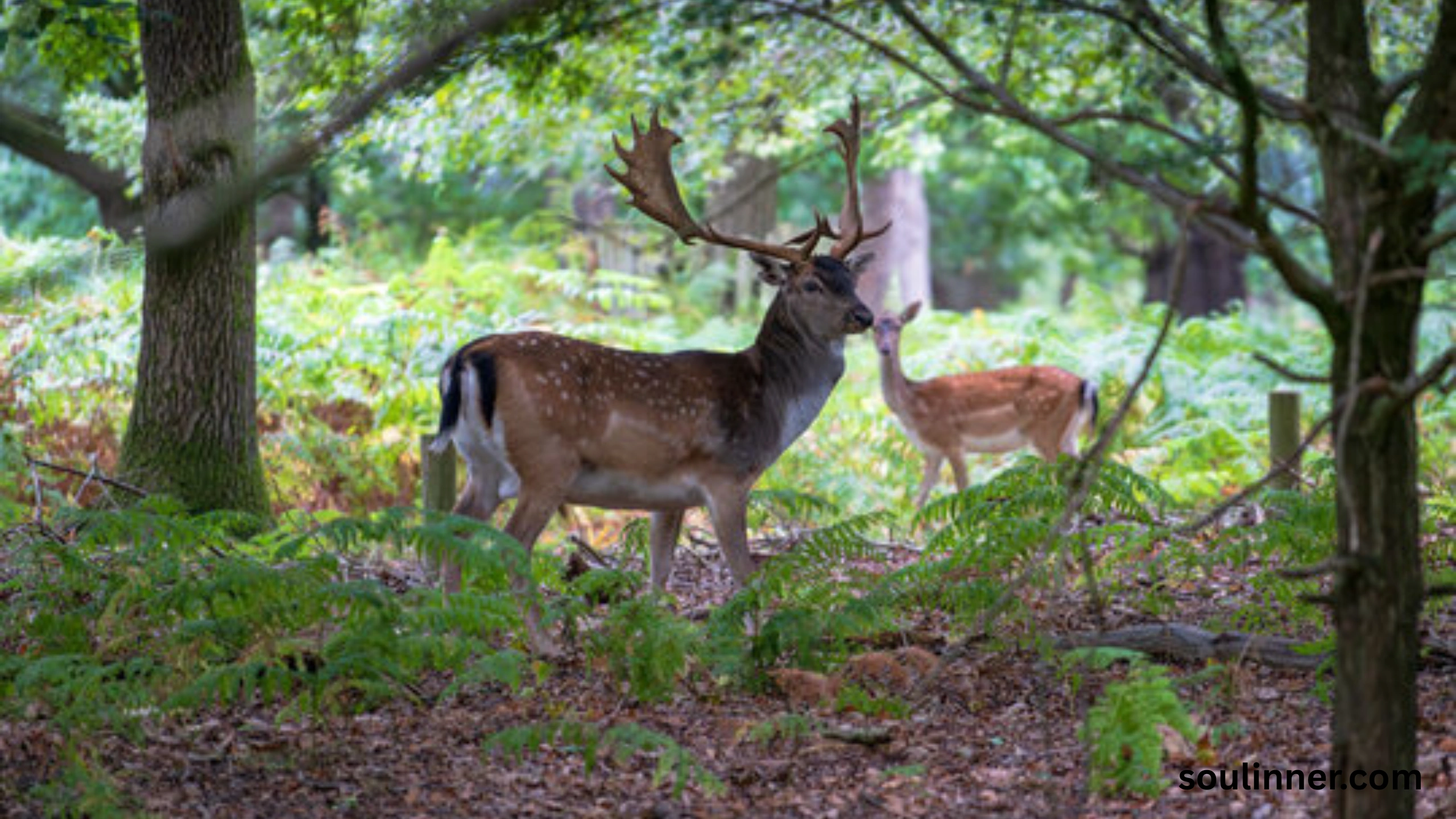 deer staring at me spiritual meaning