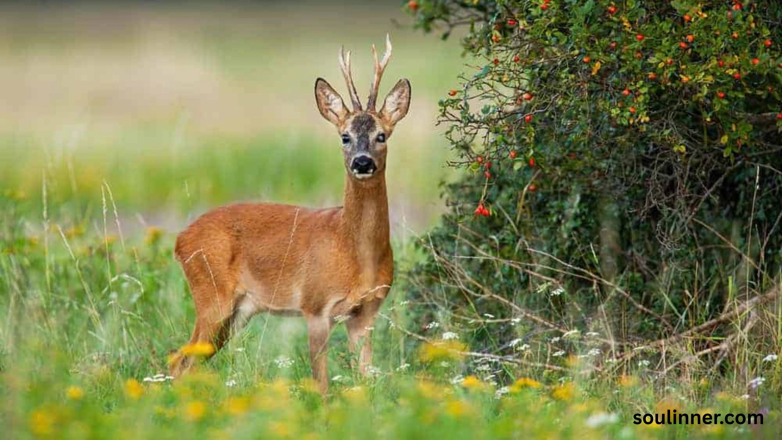 deer staring at me spiritual meaning