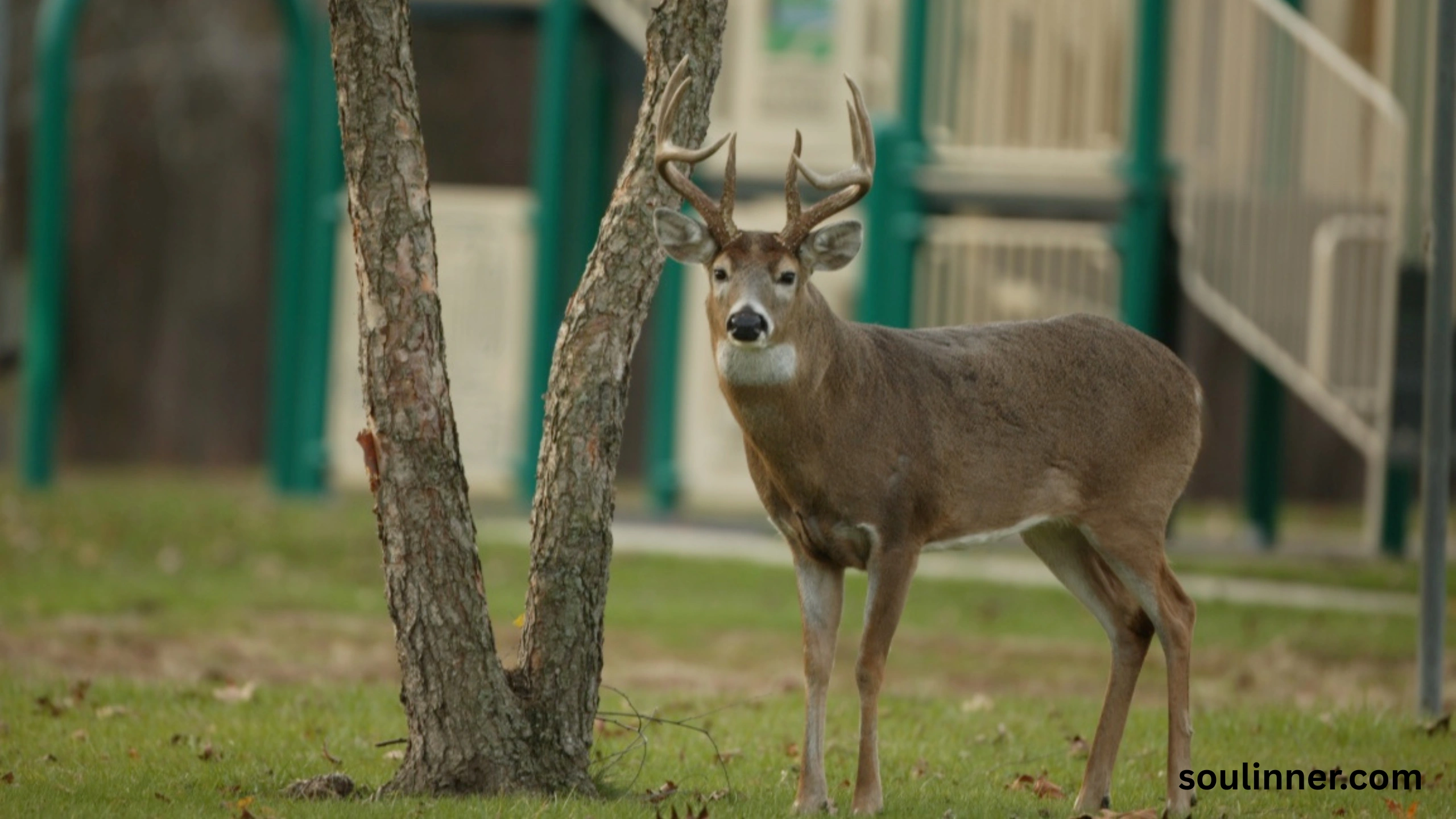 deer staring at me spiritual meaning
