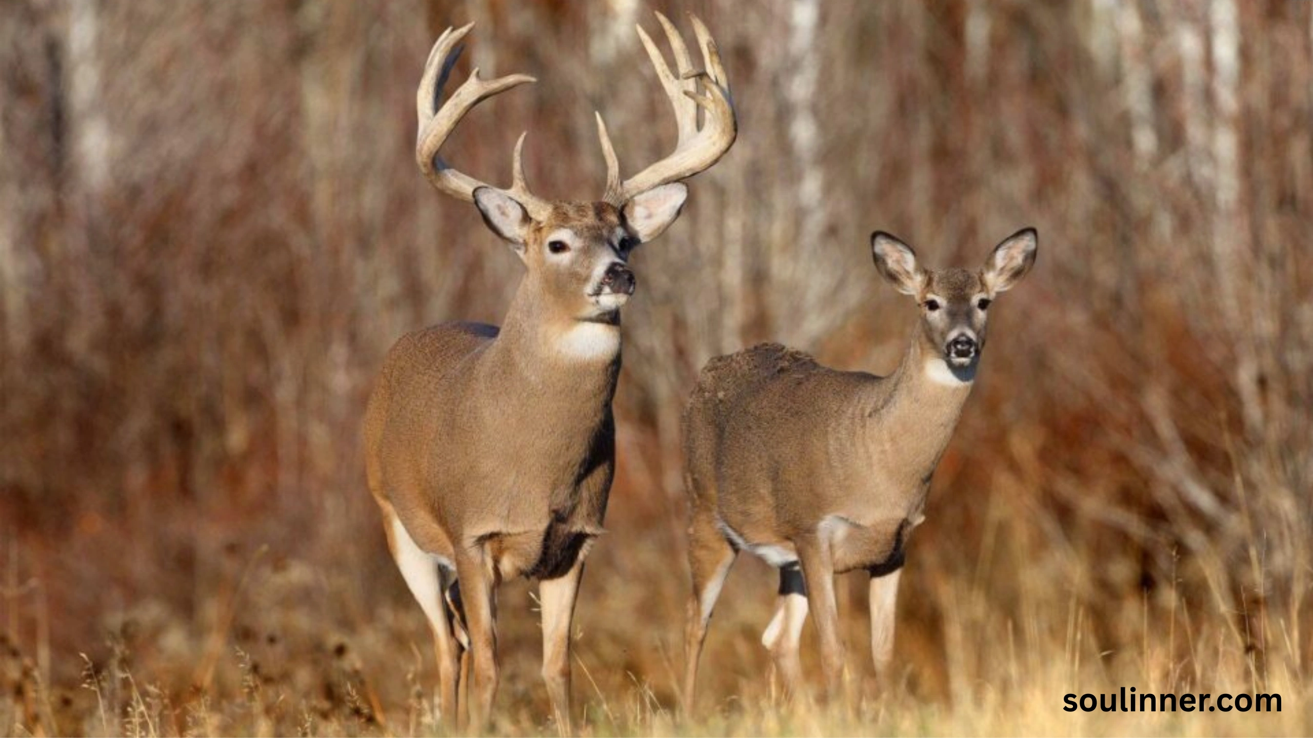 deer staring at me spiritual meaning