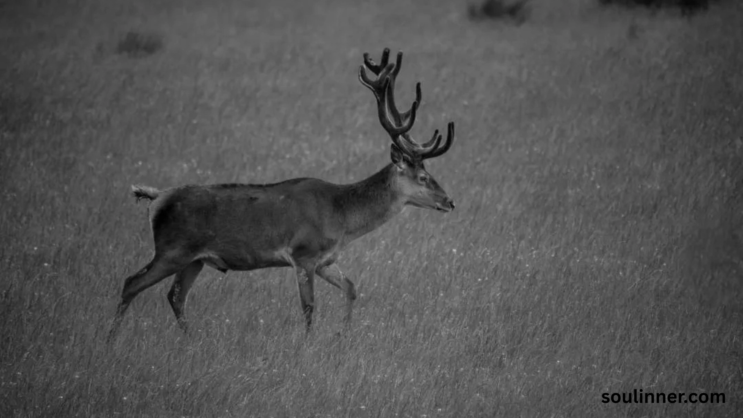 deer staring at me spiritual meaning