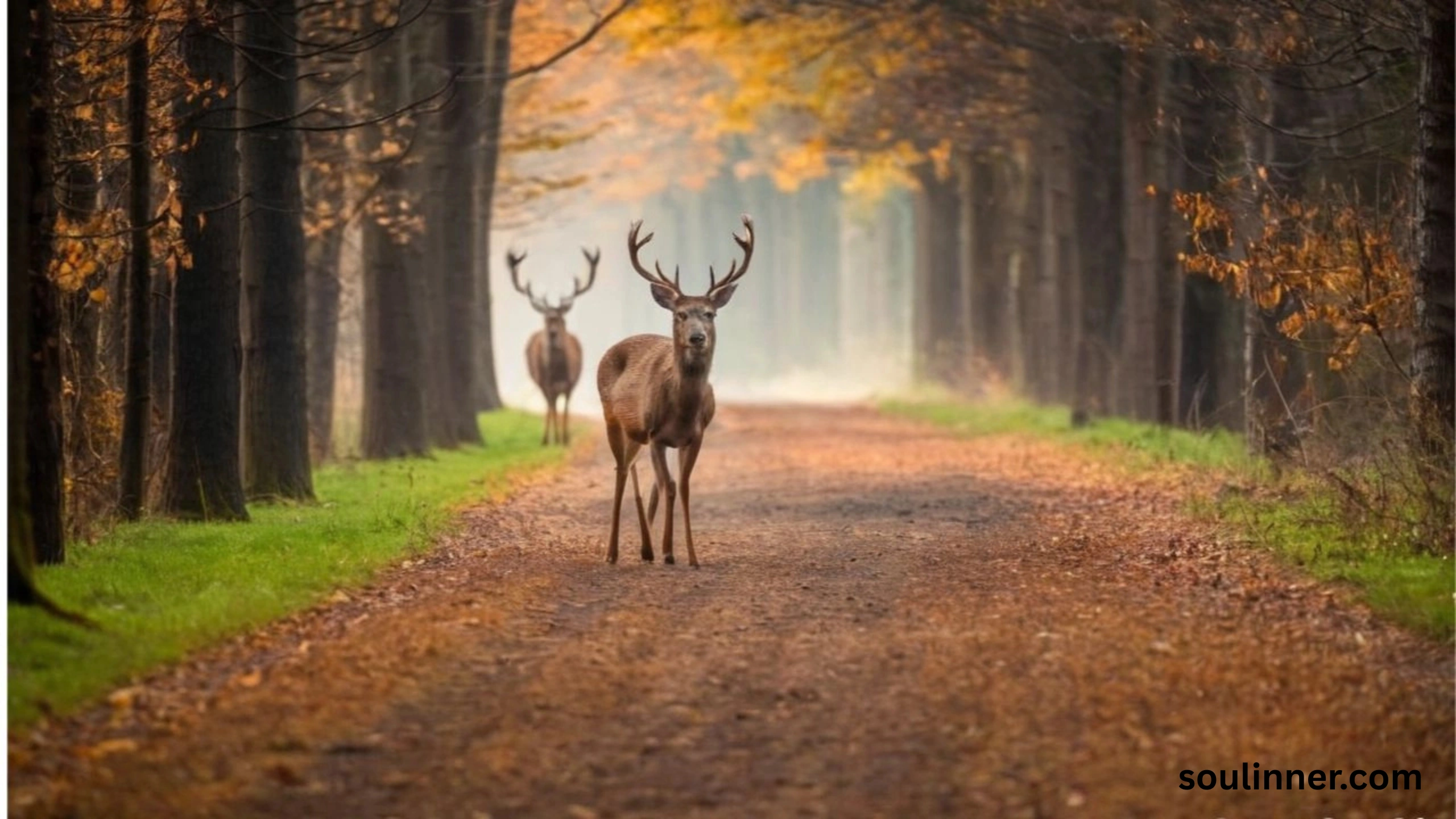 deer staring at me spiritual meaning