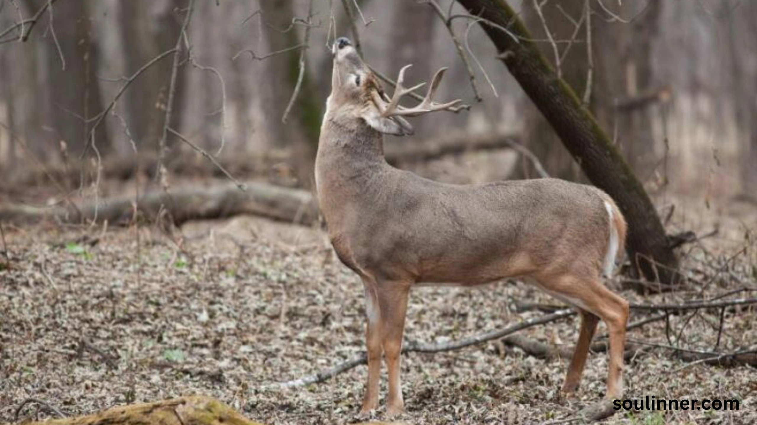 deer staring at me spiritual meaning