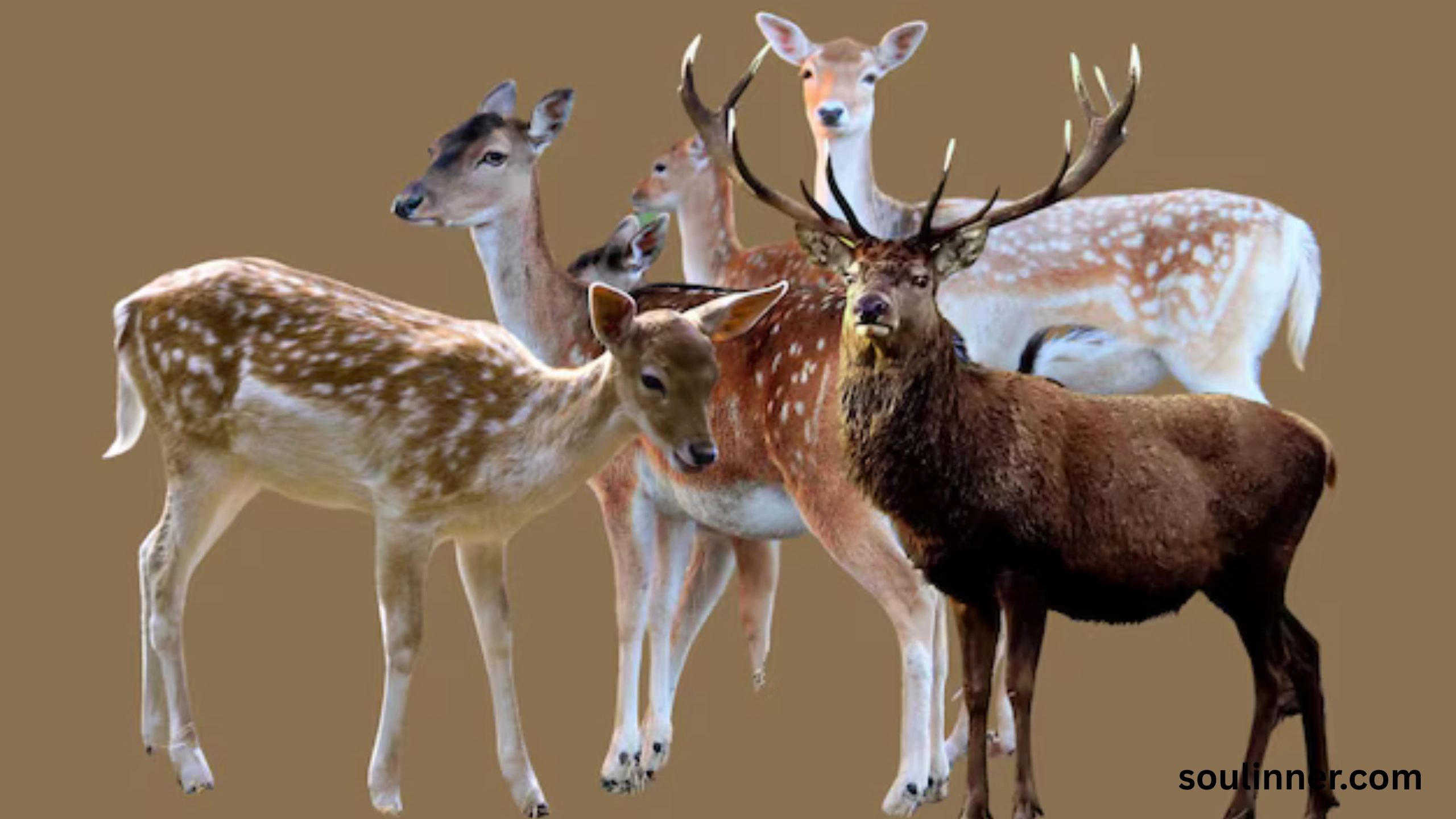 deer staring at me spiritual meaning