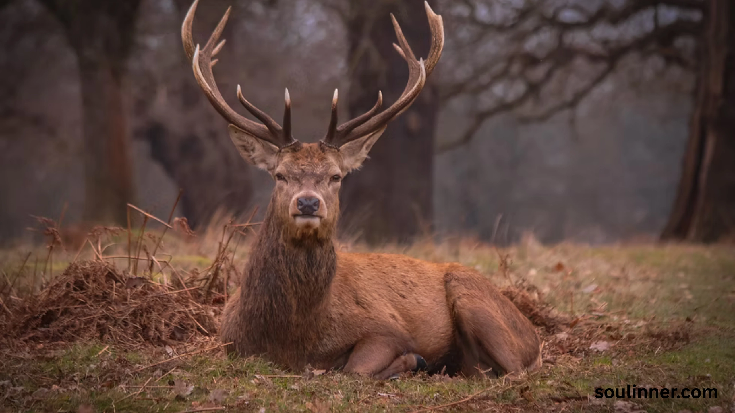deer staring at me spiritual meaning