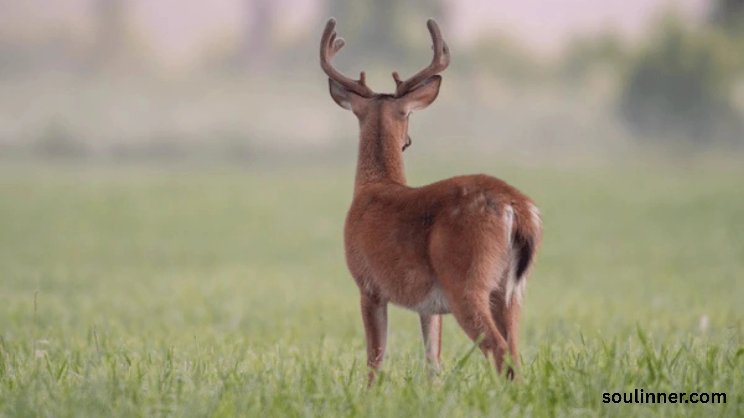 deer staring at me spiritual meaning
