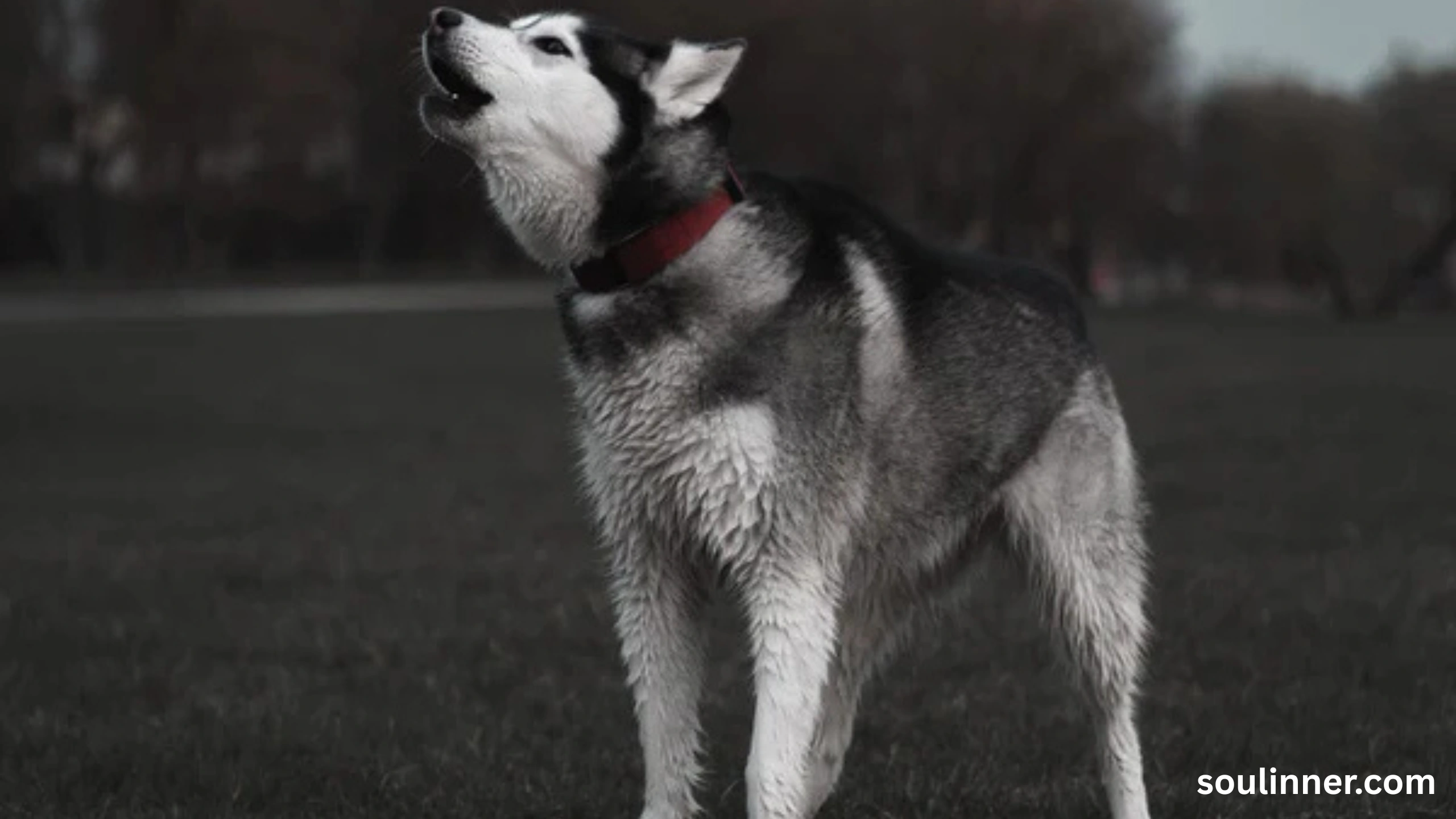 dog howling in sleep spiritual meaning