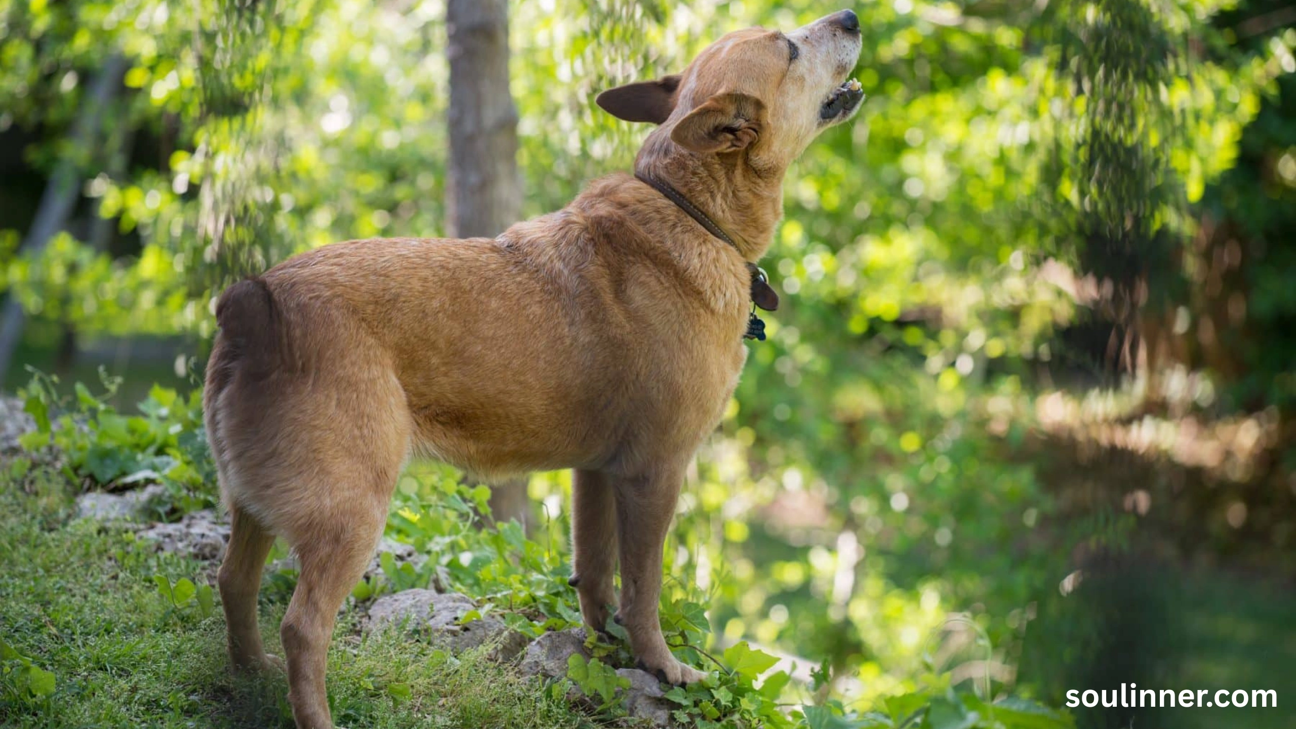 dog howling in sleep spiritual meaning