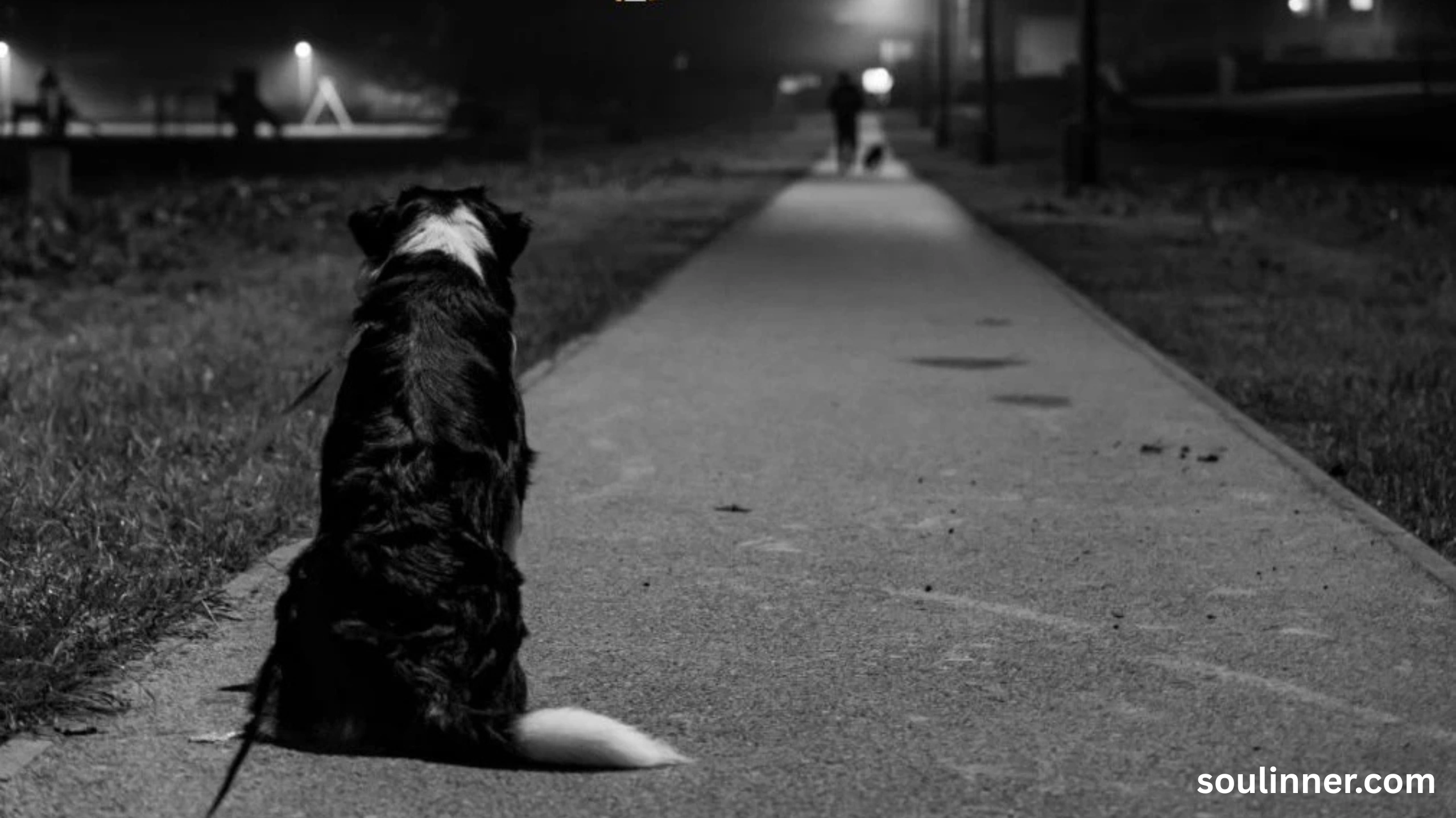 dog howling in sleep spiritual meaning