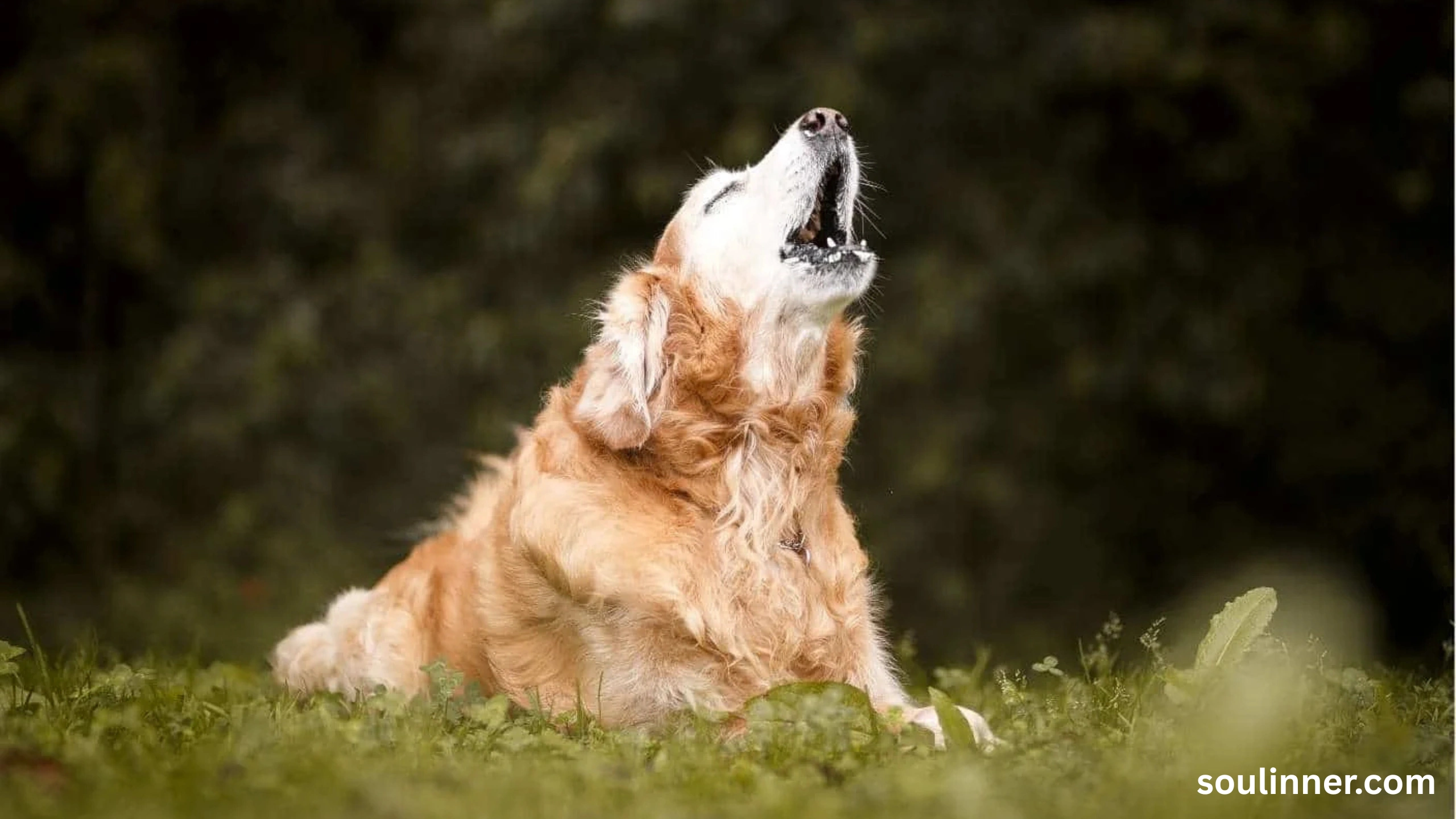 dog howling in sleep spiritual meaning