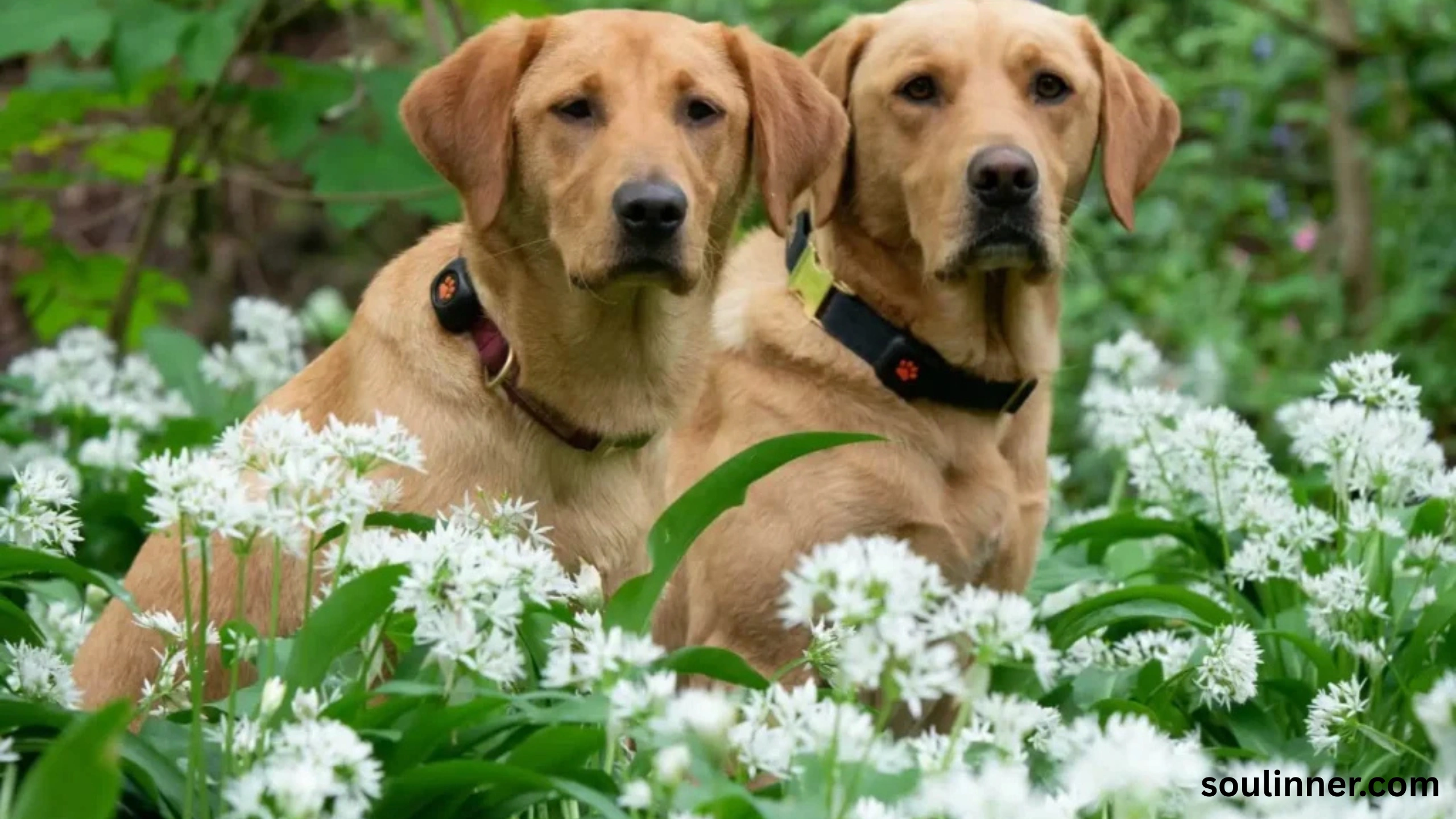 dog howling in sleep spiritual meaning