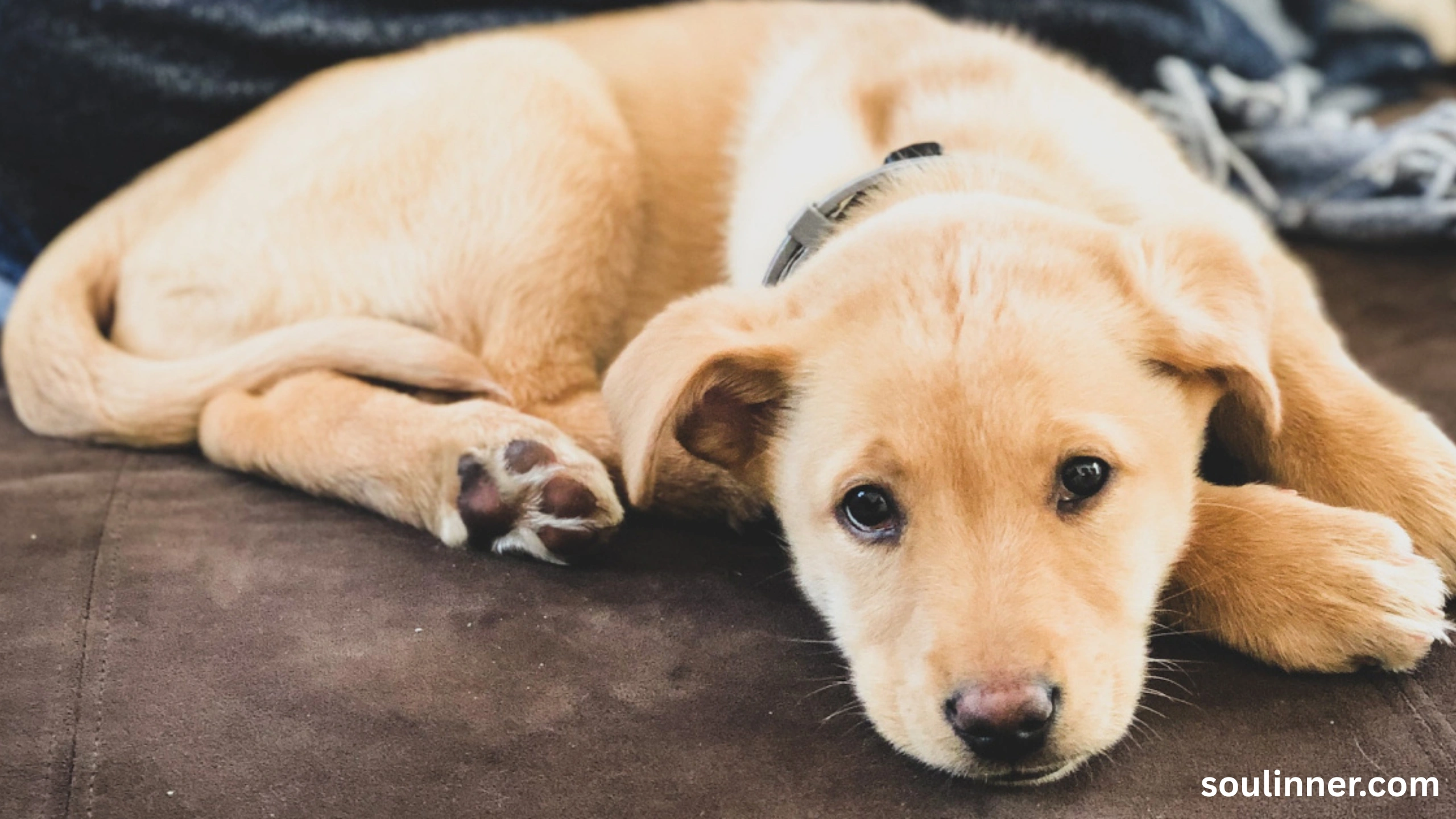 dog howling in sleep spiritual meaning