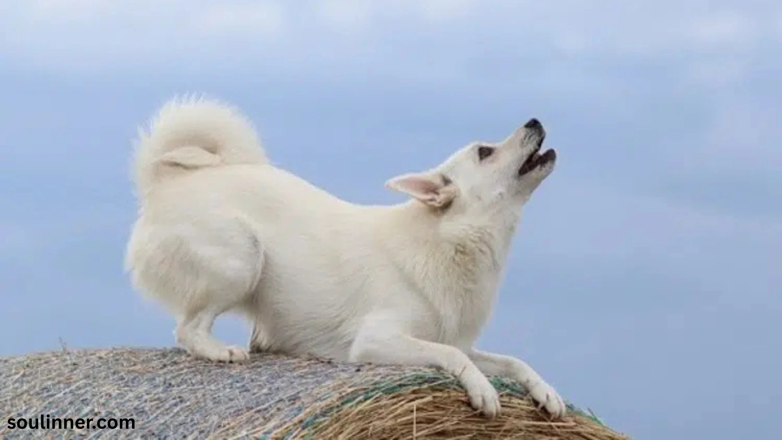 dog howling in sleep spiritual meaning