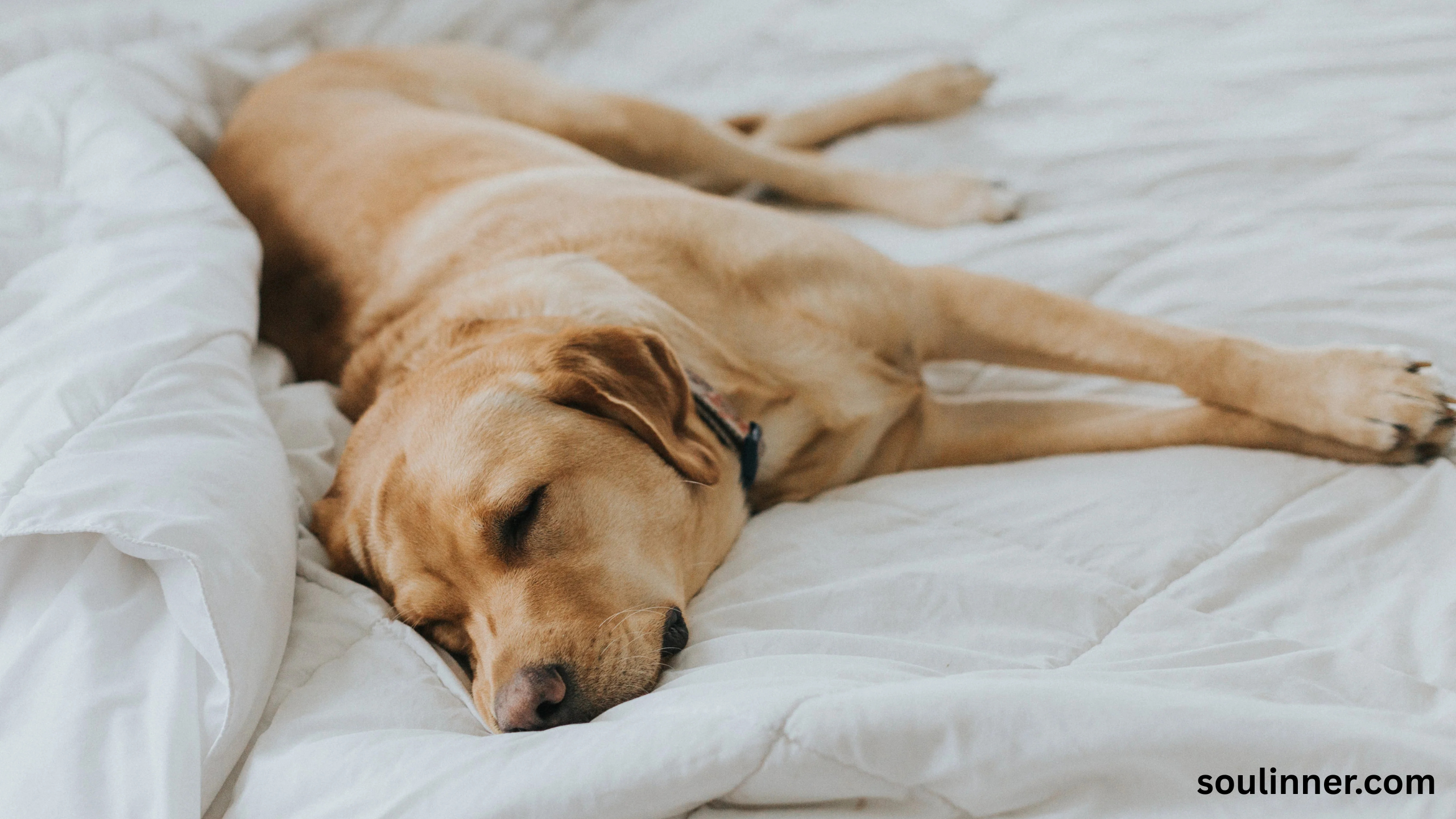 dog howling in sleep spiritual meaning