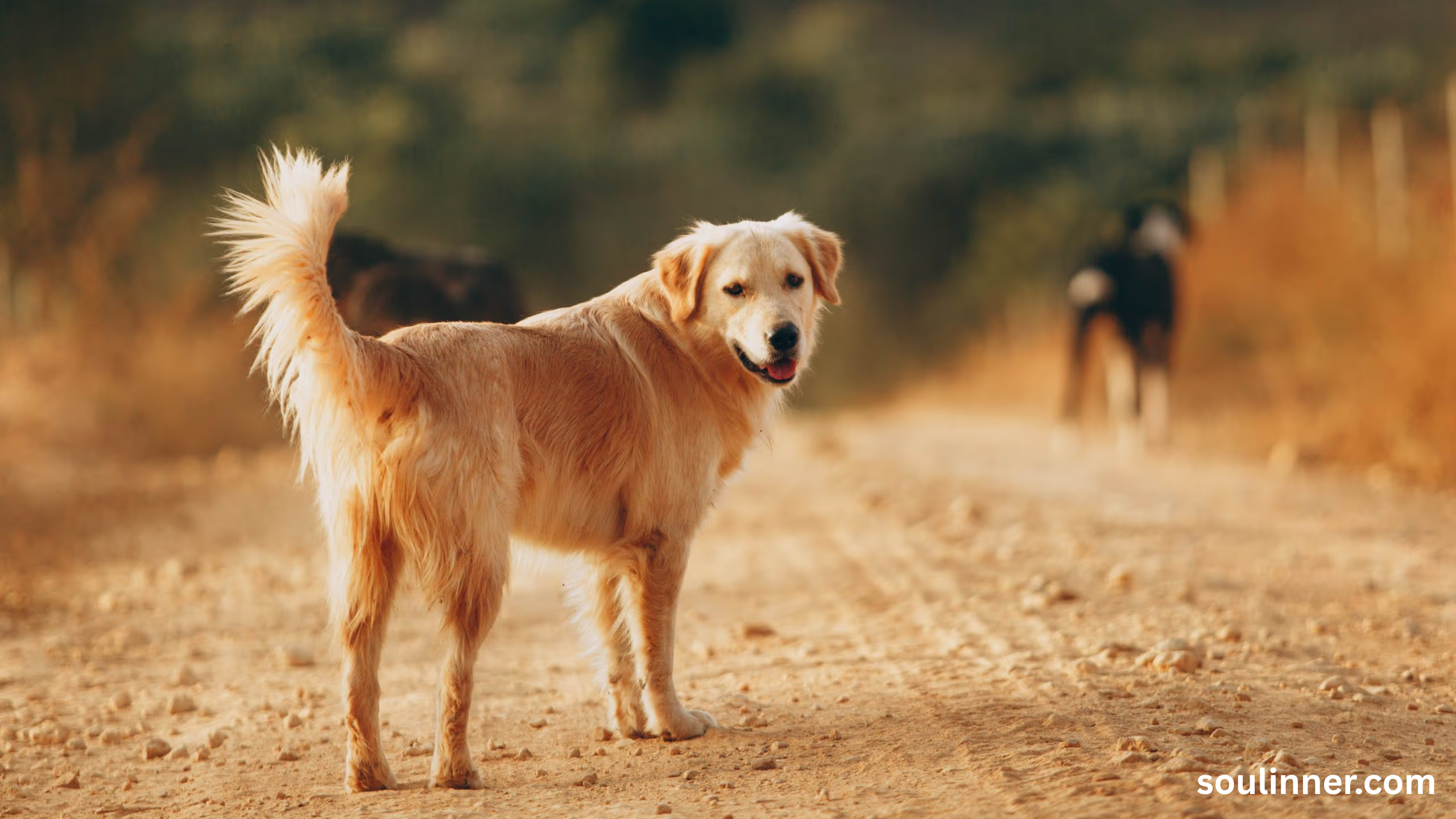 dog howling in sleep spiritual meaning
