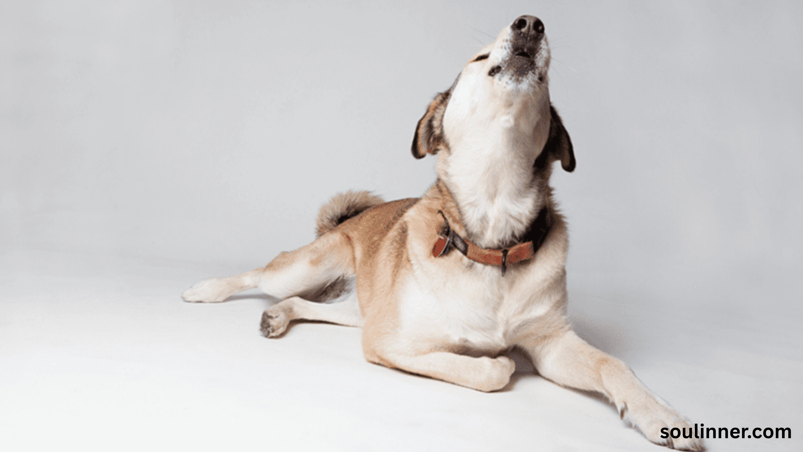 dog howling in sleep spiritual meaning