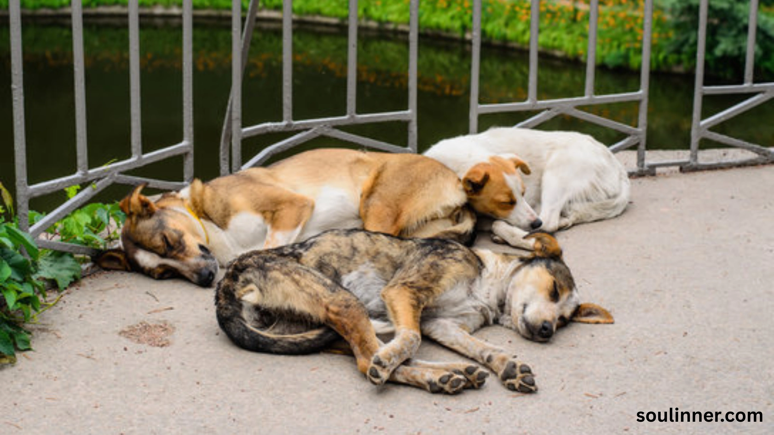 dog howling in sleep spiritual meaning