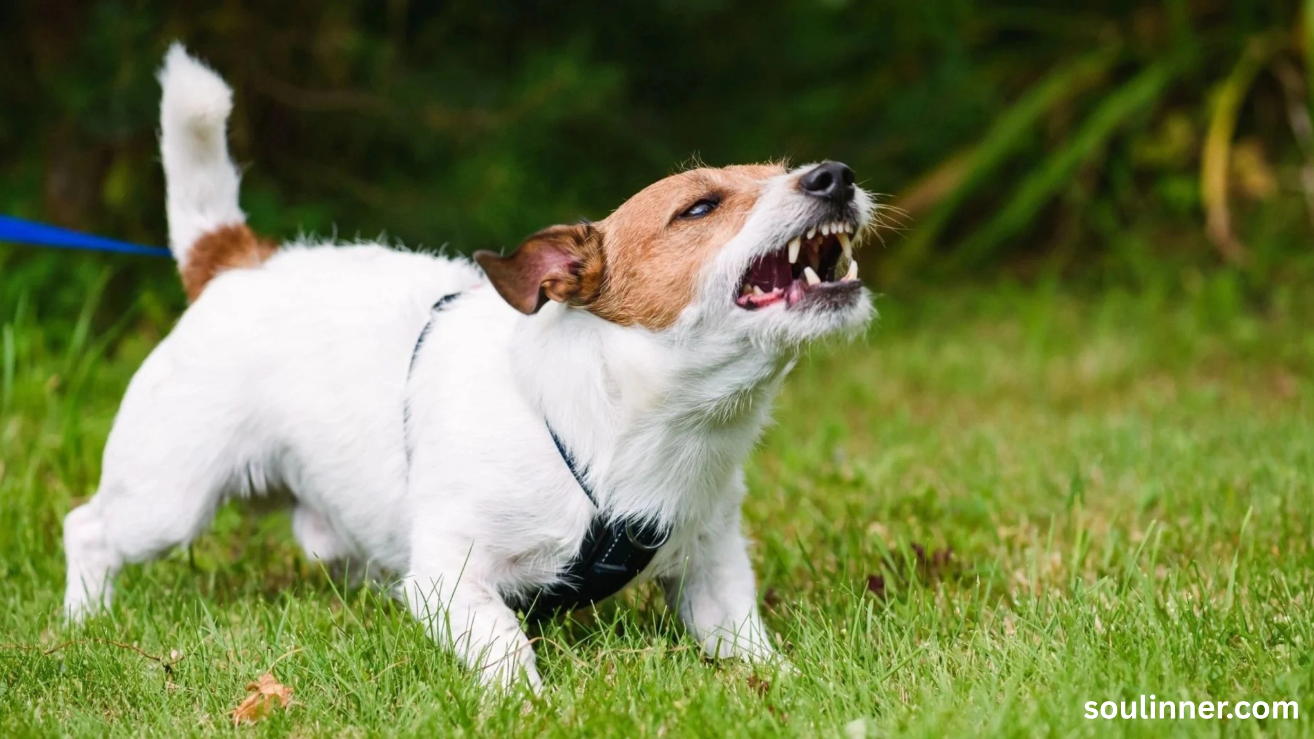 dog howling in sleep spiritual meaning