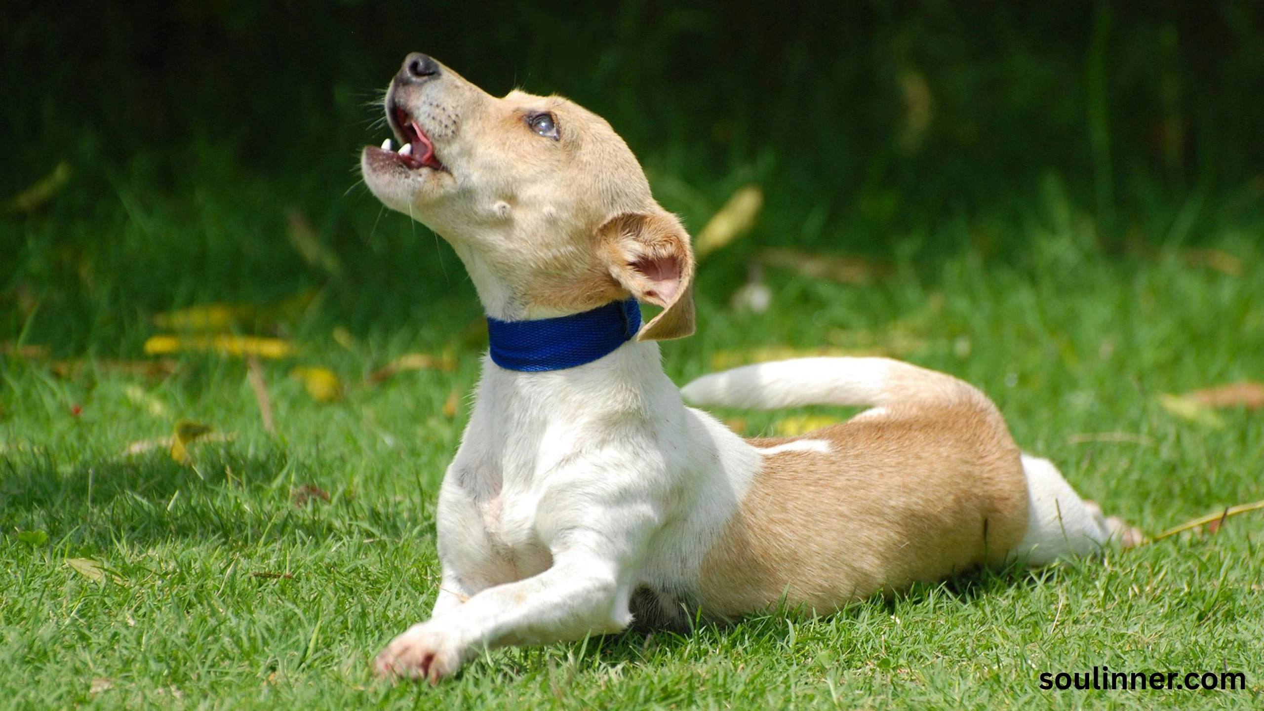 dog howling in sleep spiritual meaning