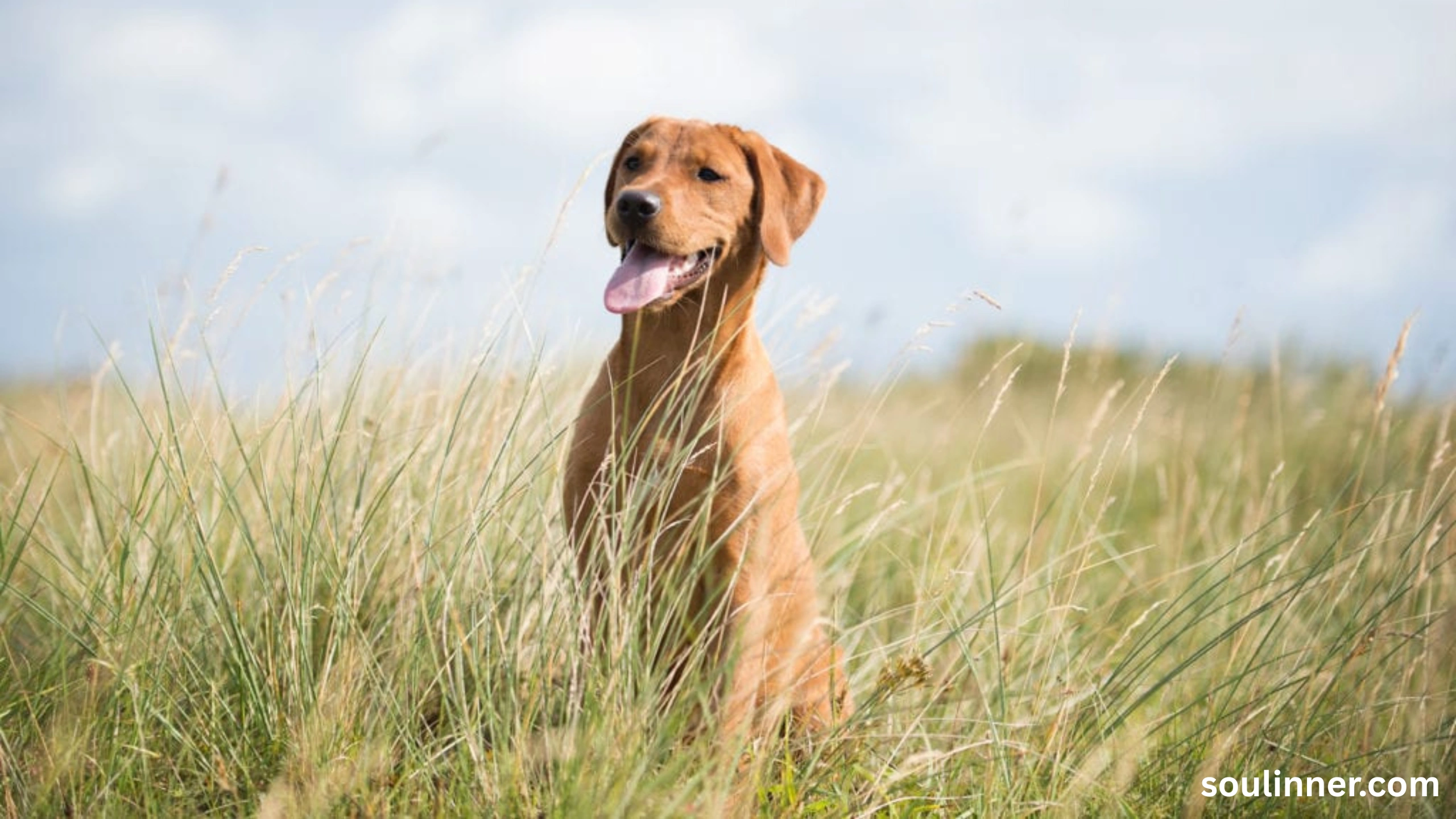 dog howling in sleep spiritual meaning