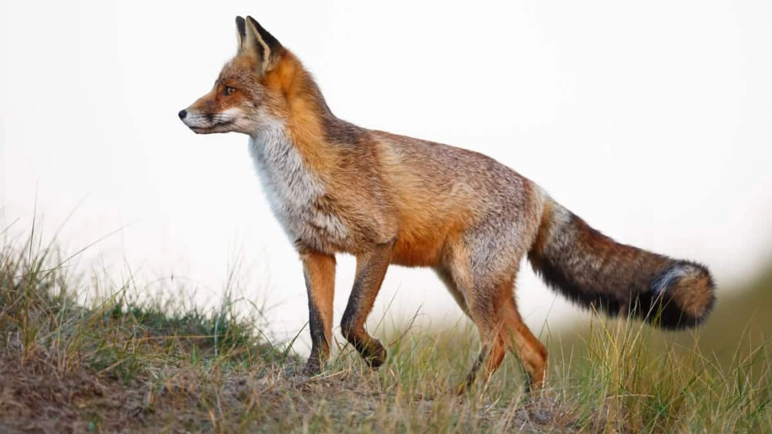 fox spiritual meaning